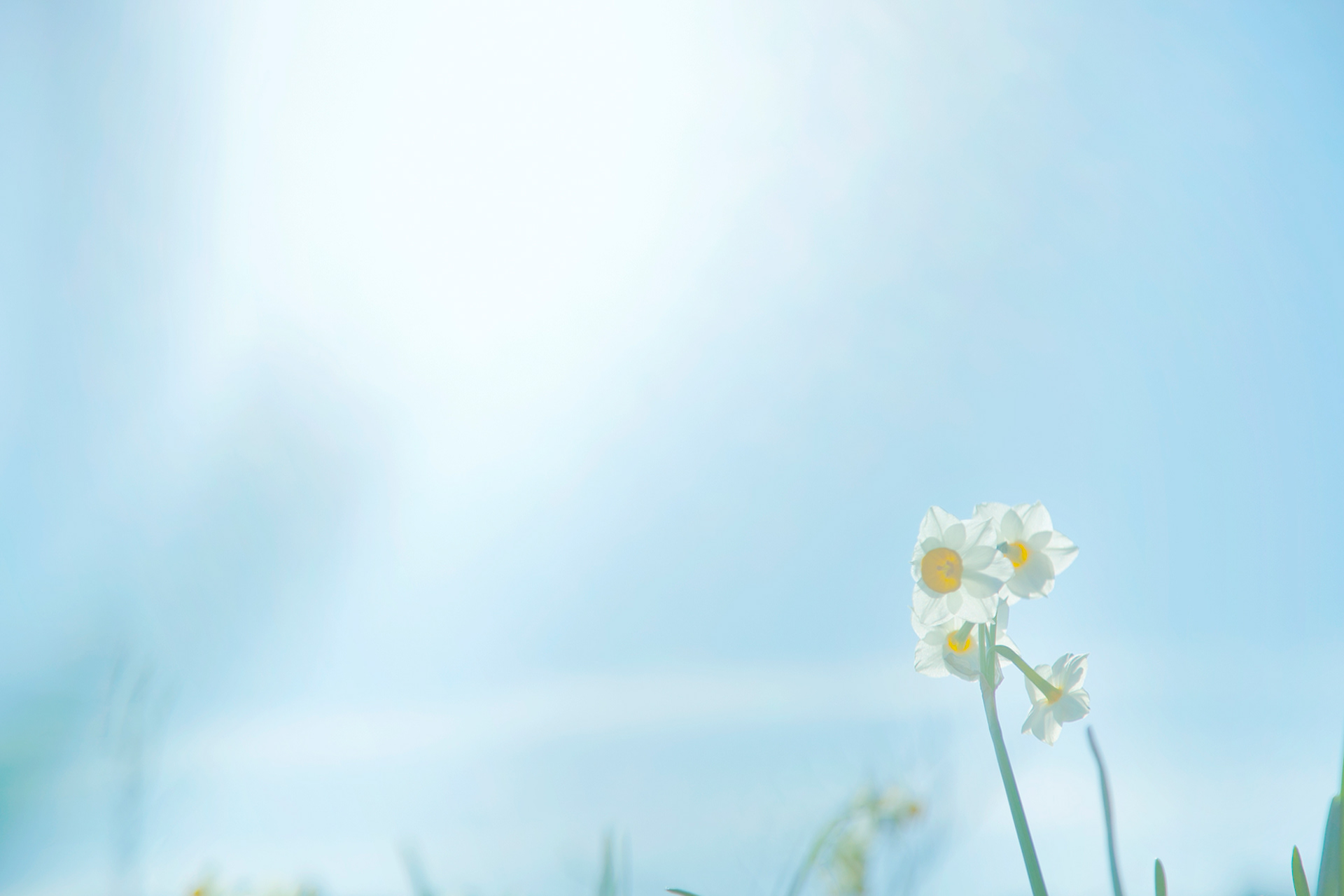 すいせん-daffodil(NOBANA)