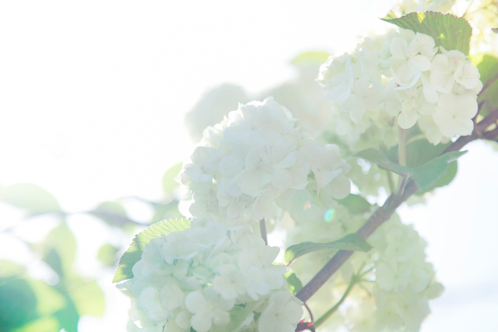 ランタナ-lantana(NOBANA)