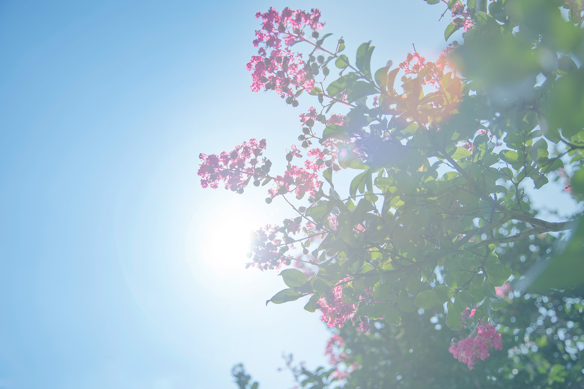 サルスベリ - crape myrtle