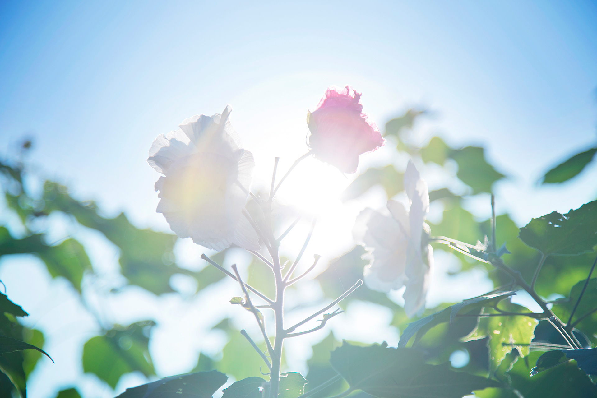 スイフヨウ-Hibiscus mutabilis(NOBANA)