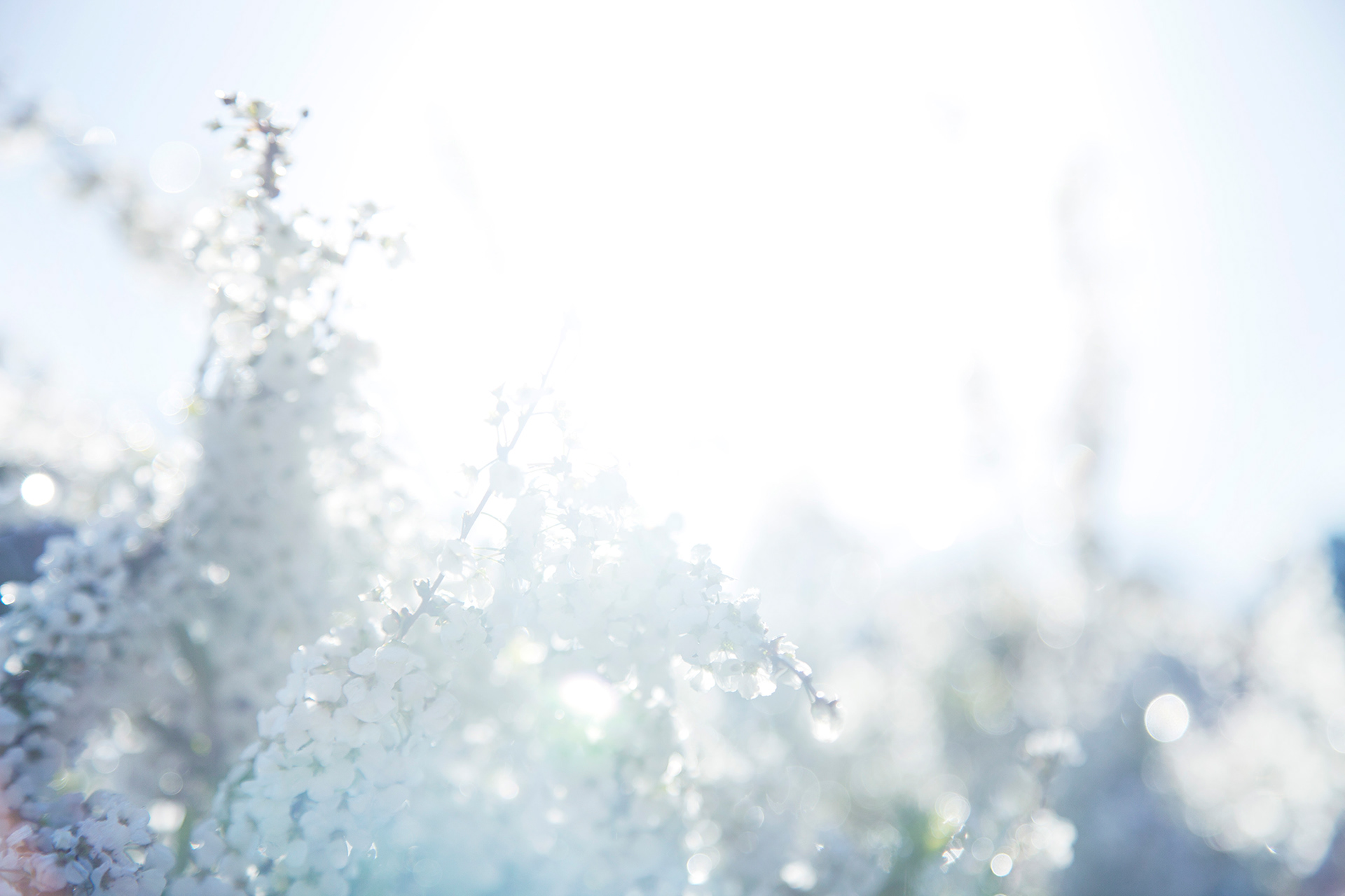 ユキヤナギ - thunbery spirea(NOBANA)