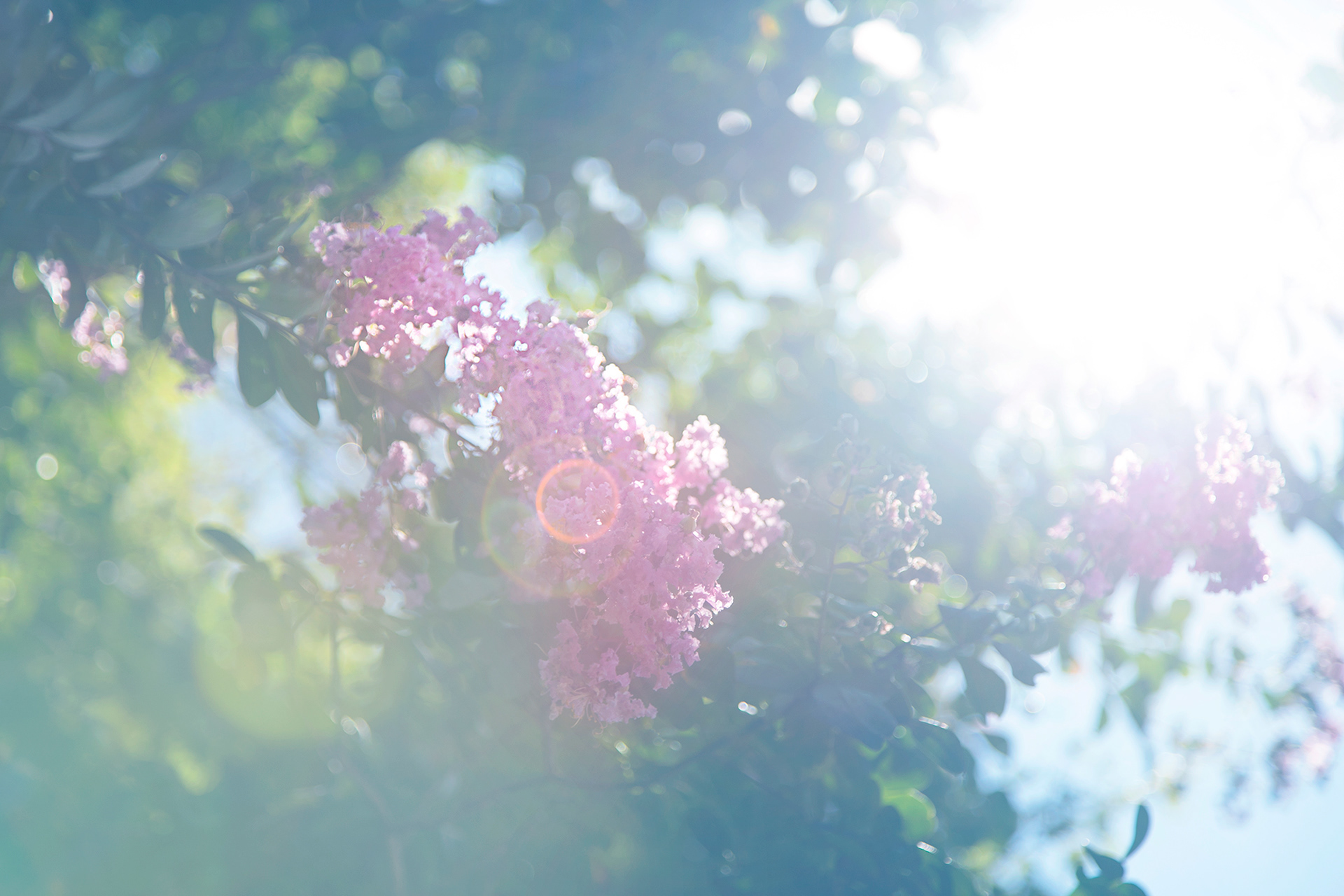 サルスベリ - crape myrtle