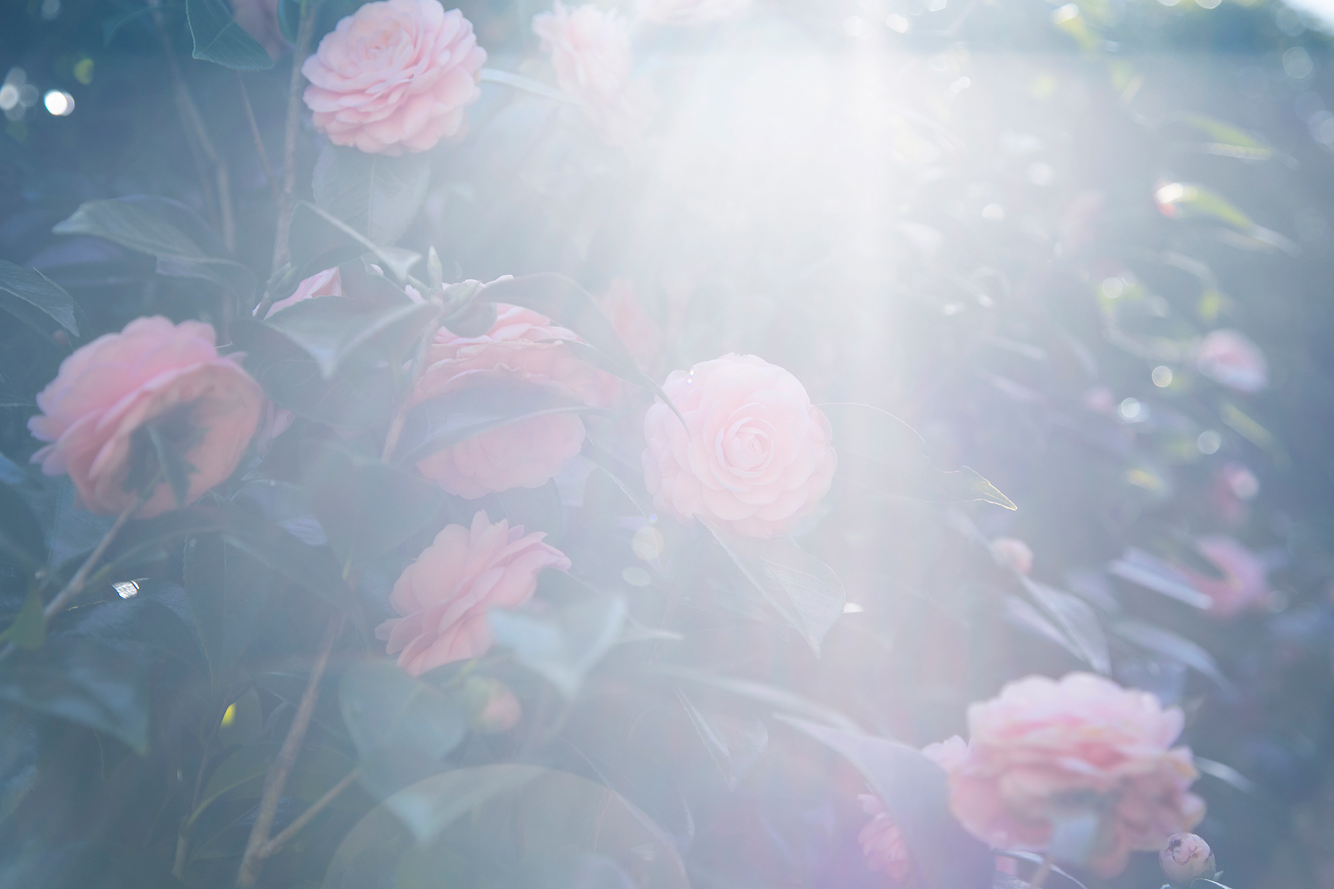 乙女椿 - camellia (NOBANA)