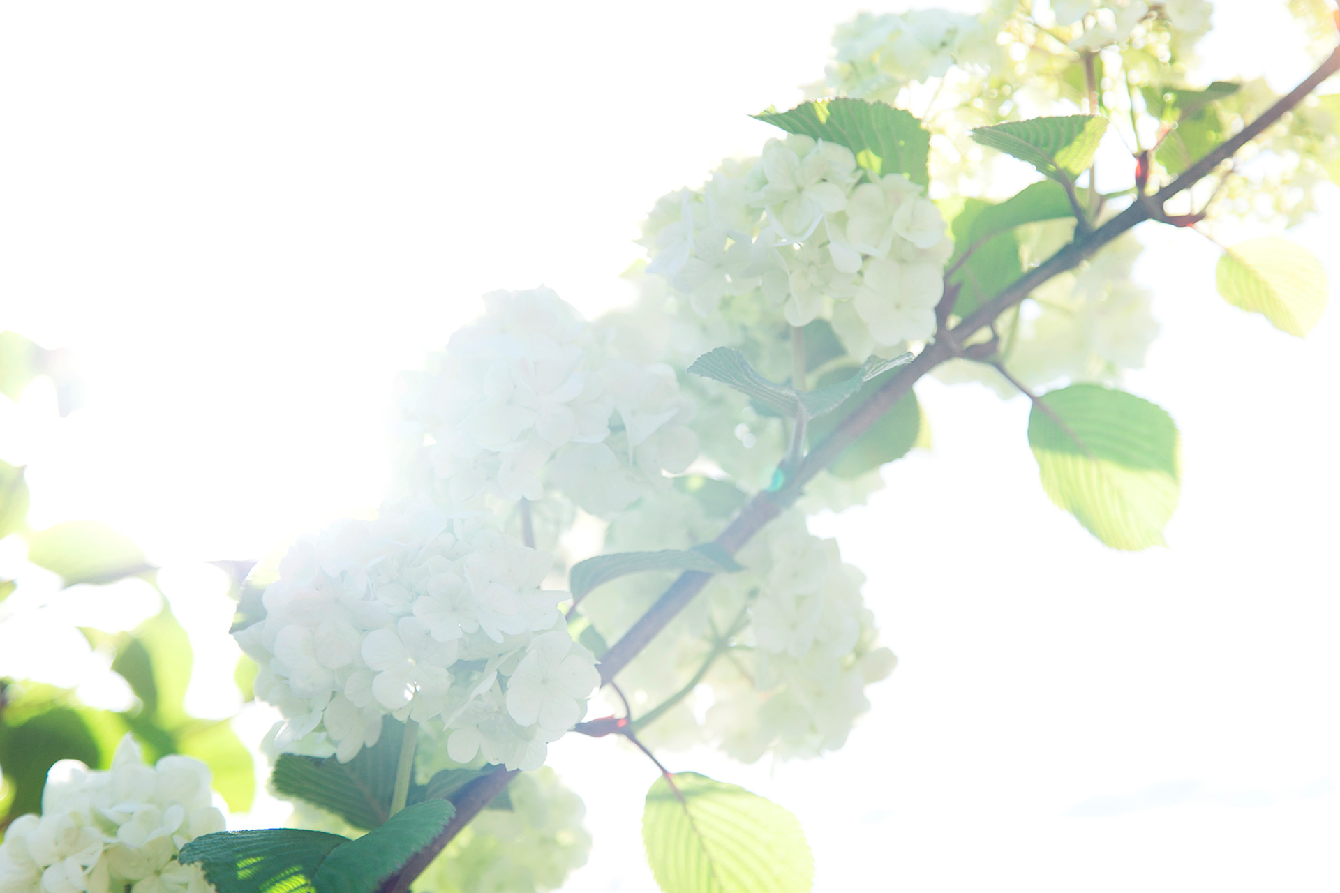 ランタナ-lantana(NOBANA)