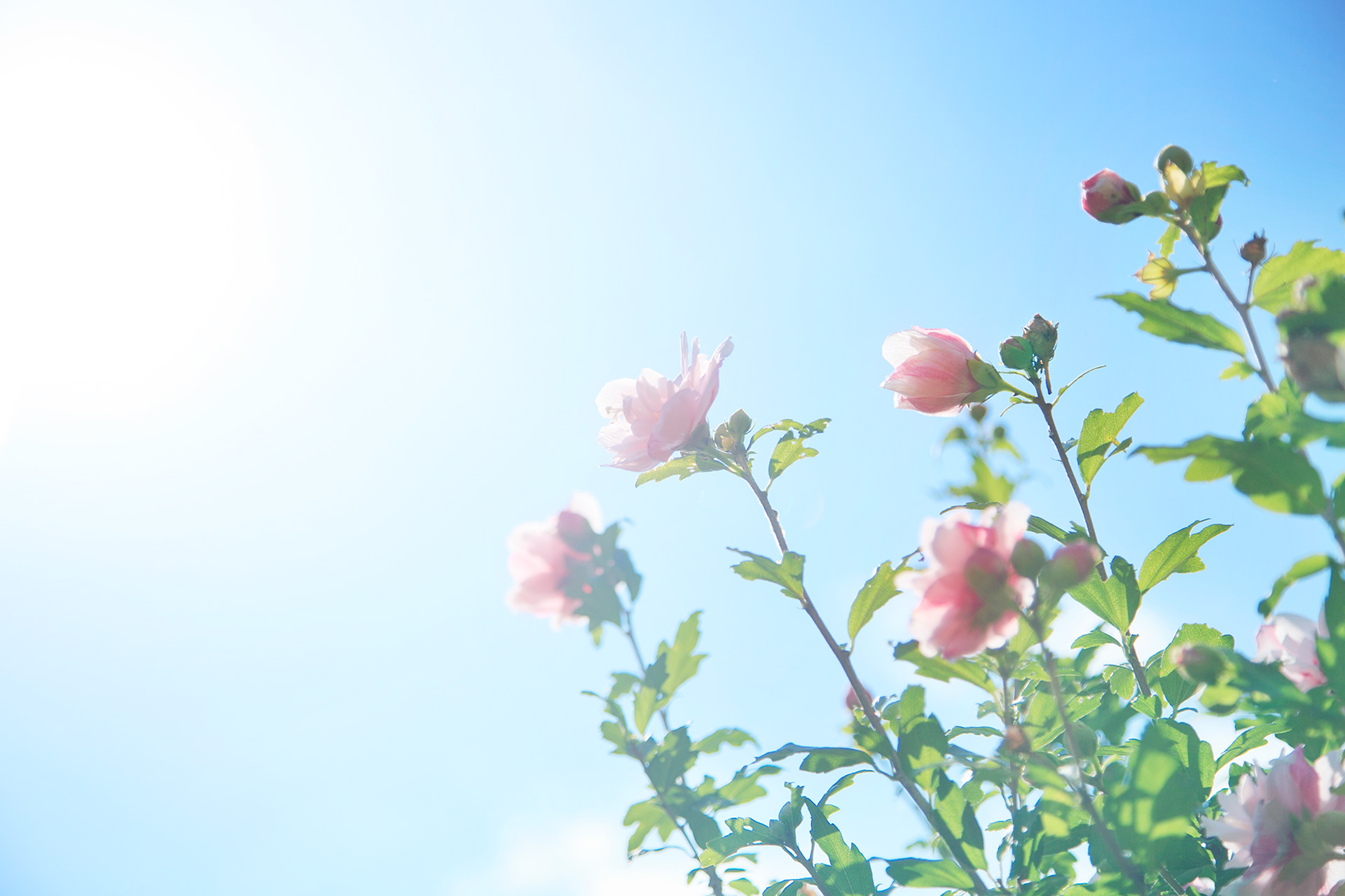 ムクゲ - rose of sharon(NOBANA)