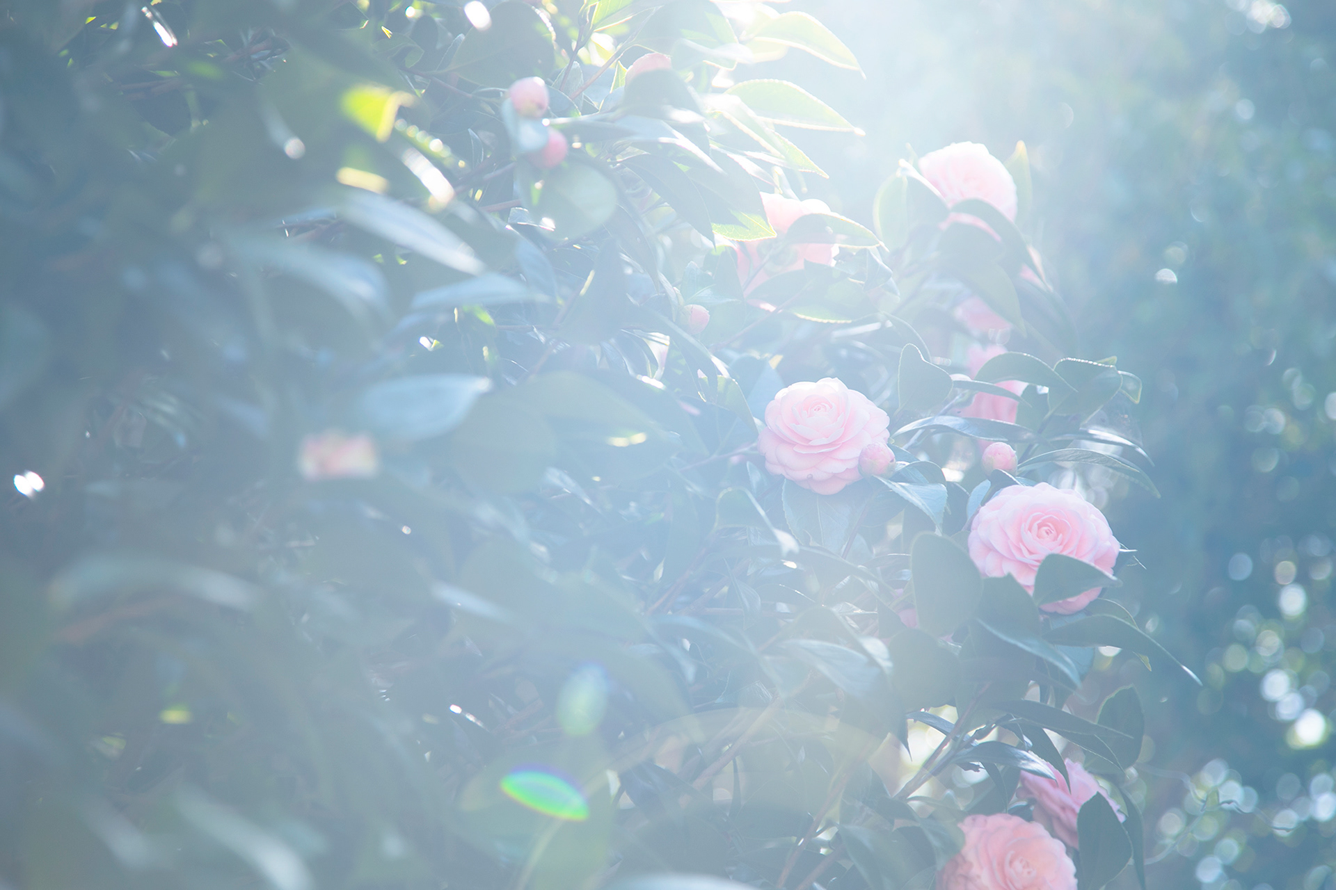 乙女椿 - camellia