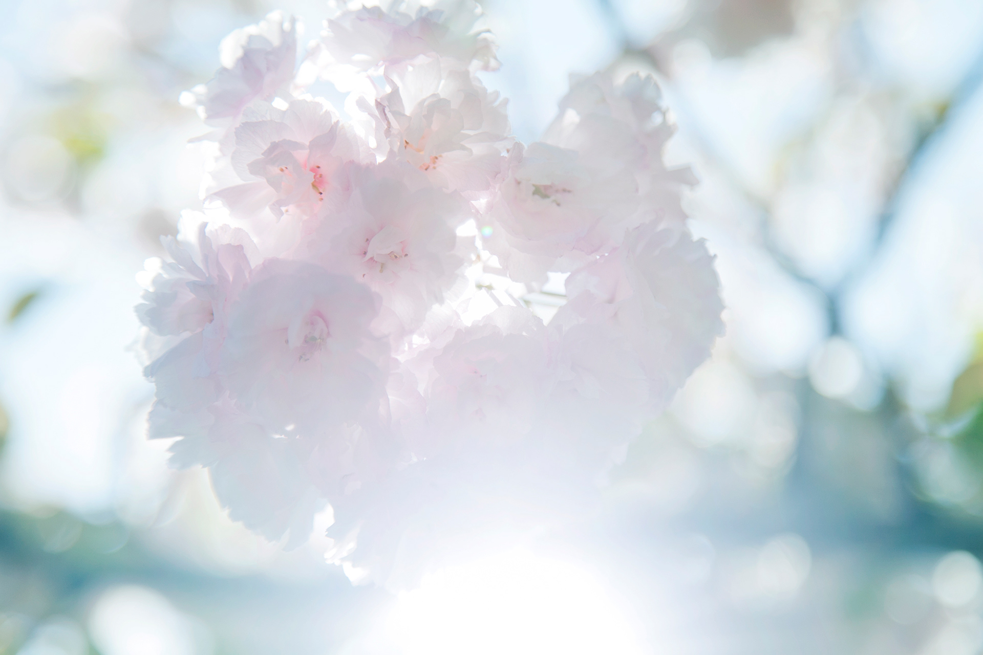 八重桜-cherryblossom (NOBANA)