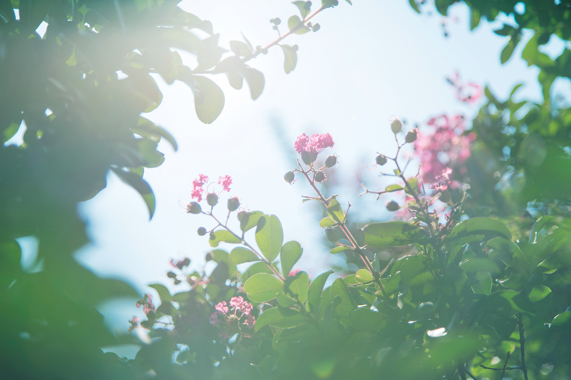 サルスベリ - crape myrtle