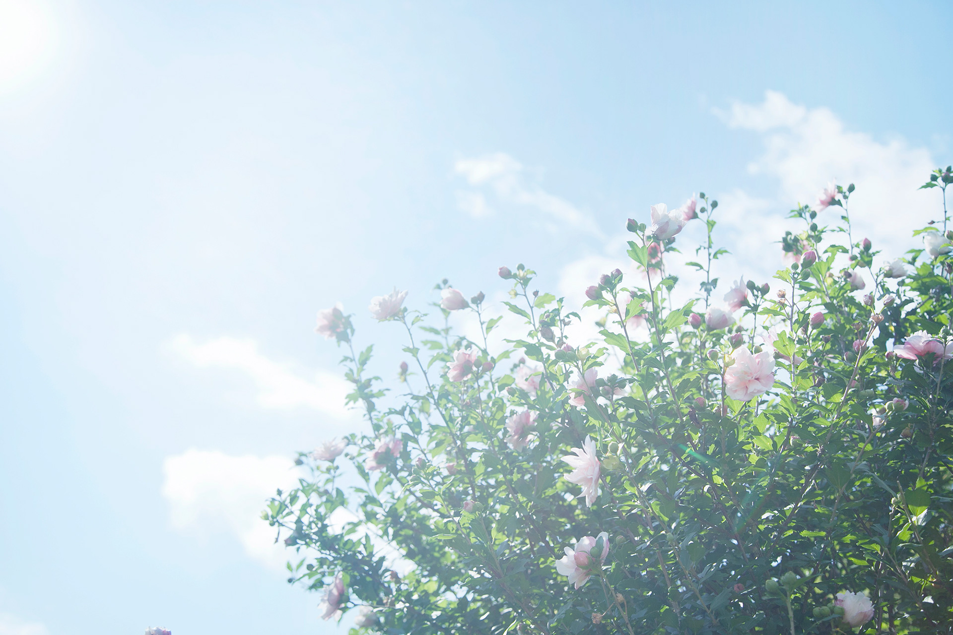 ムクゲ - rose of sharon(NOBANA)