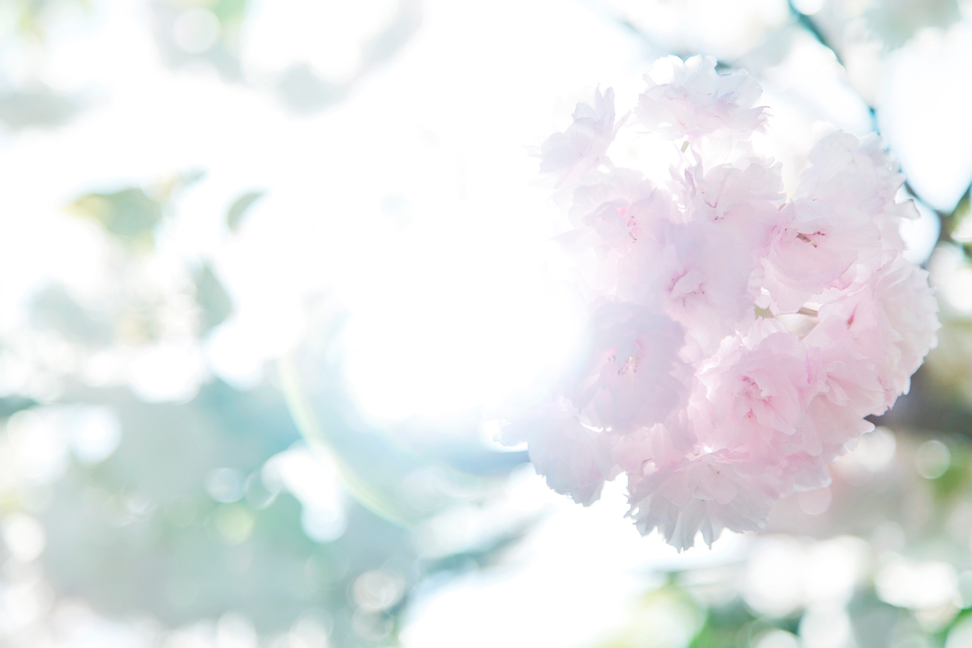 八重桜-cherryblossom (NOBANA)