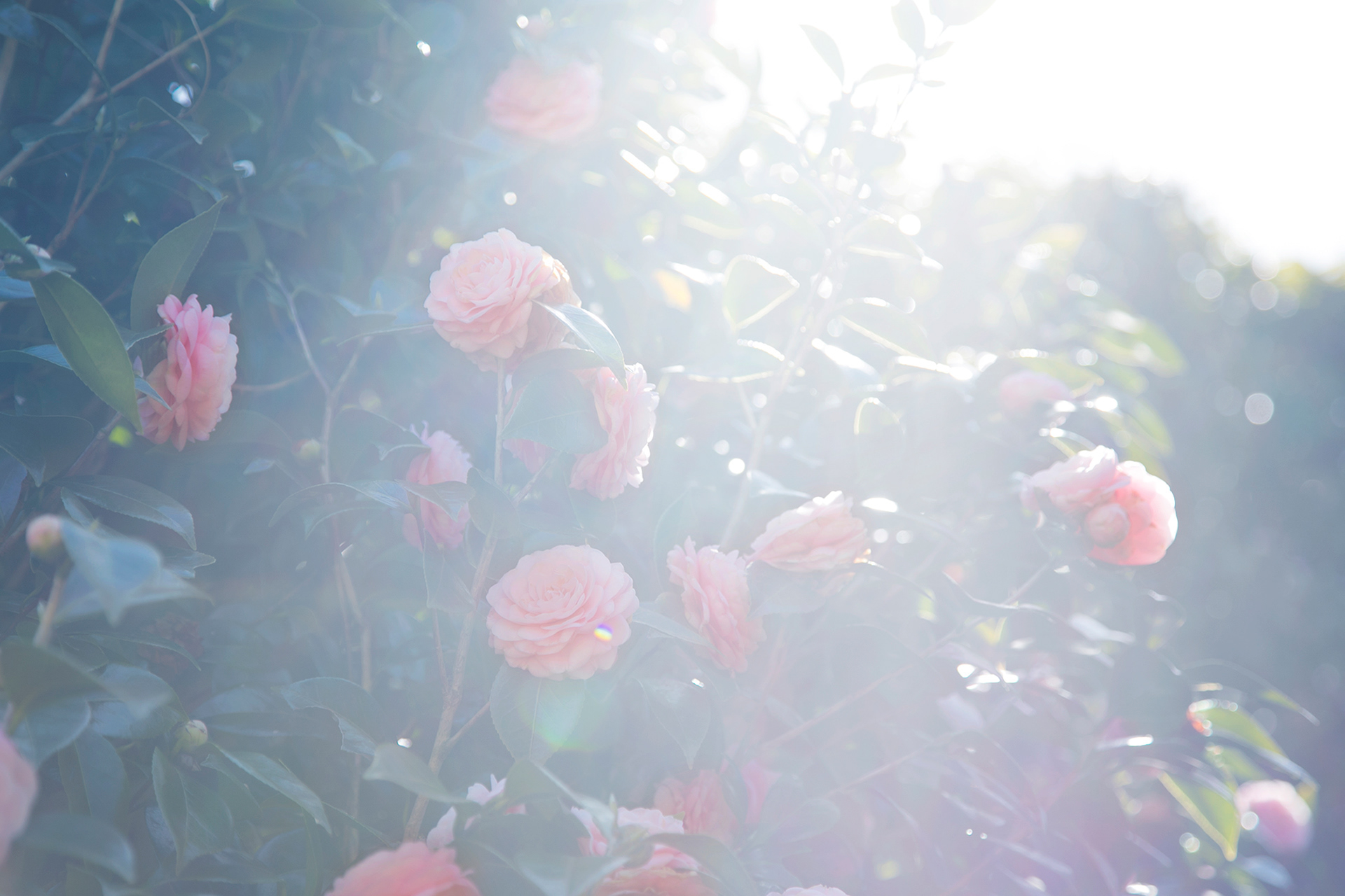 乙女椿 - camellia