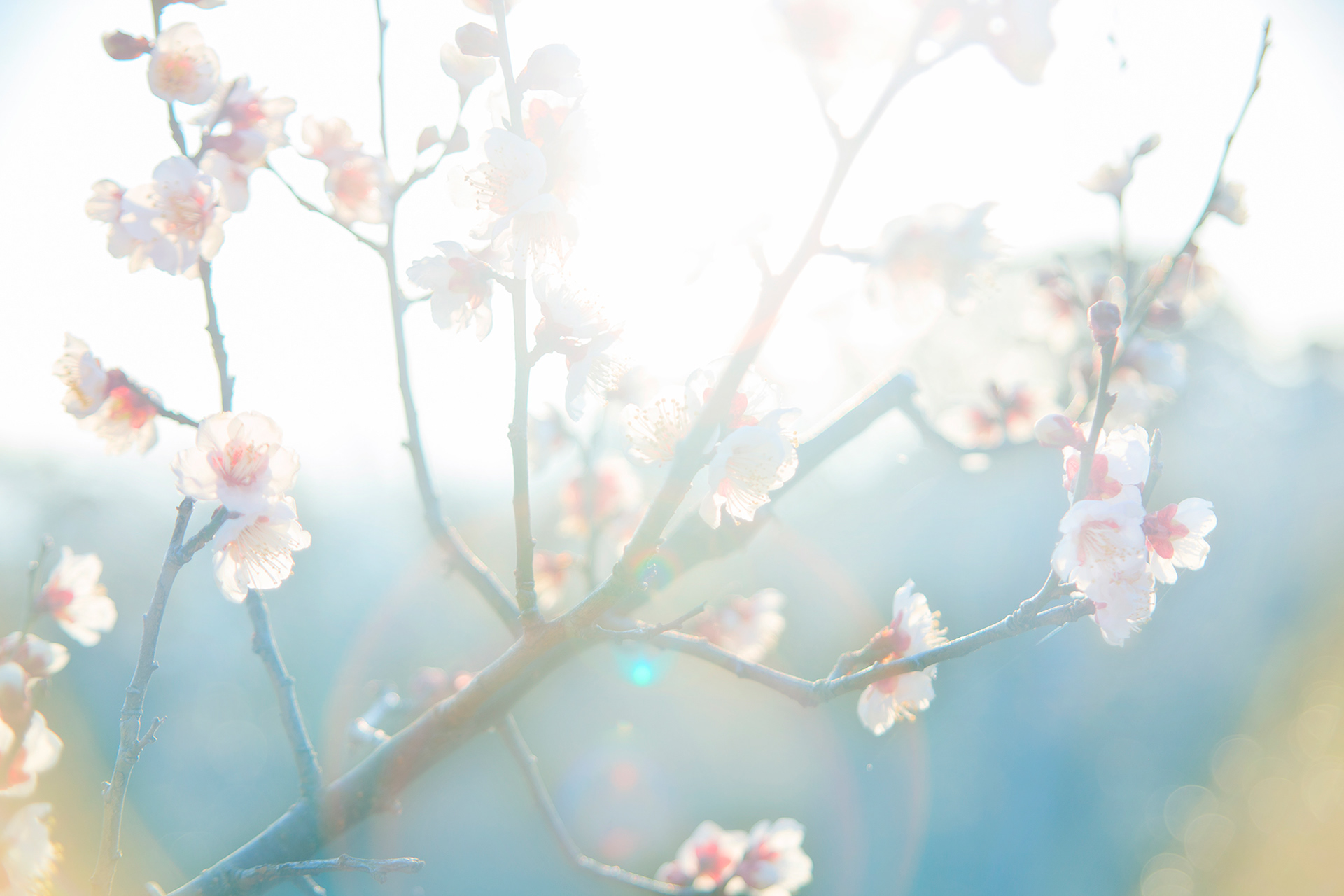 梅 - umeblossom (NOBANA)