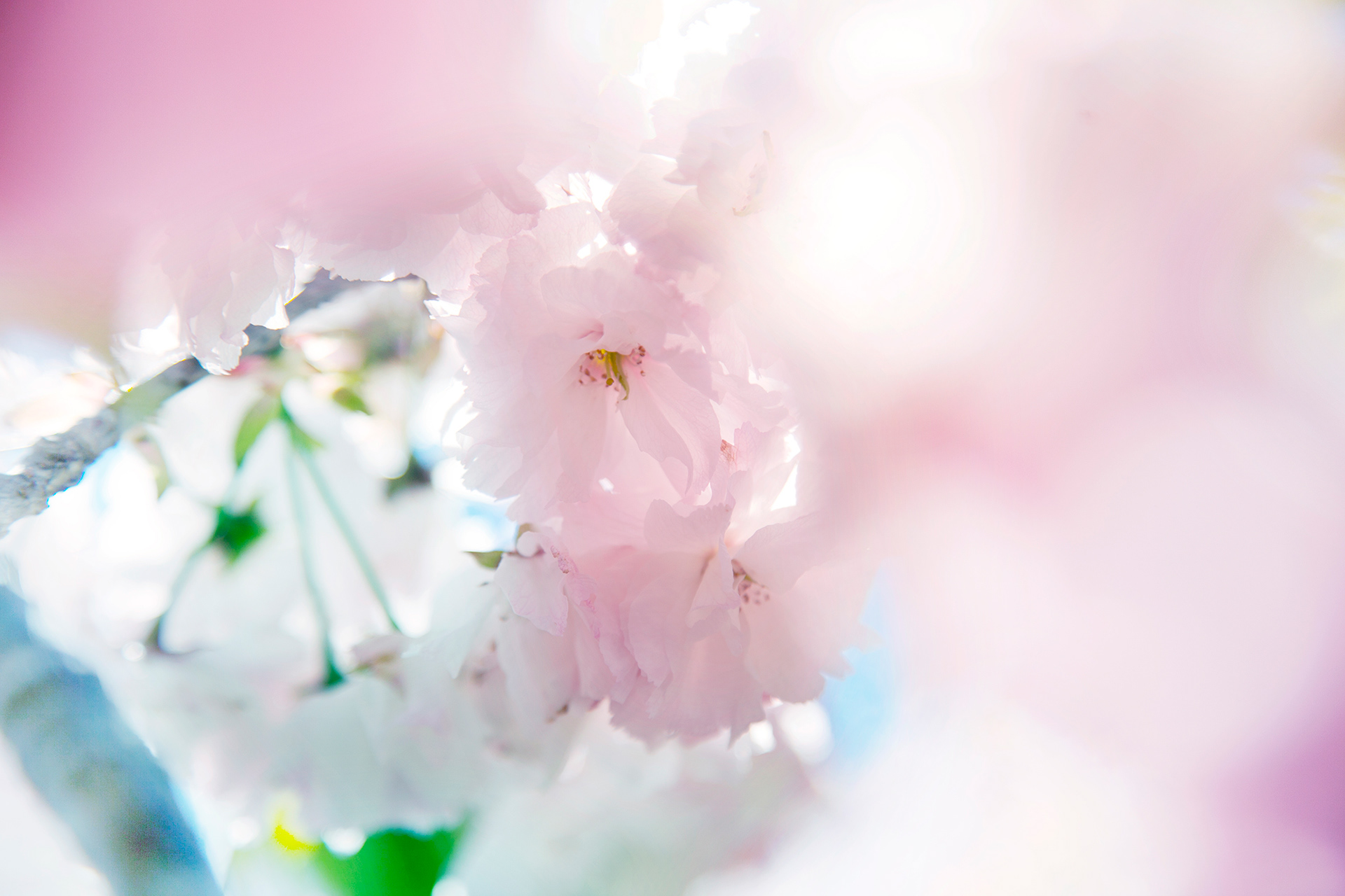 八重桜-cherryblossom (NOBANA)