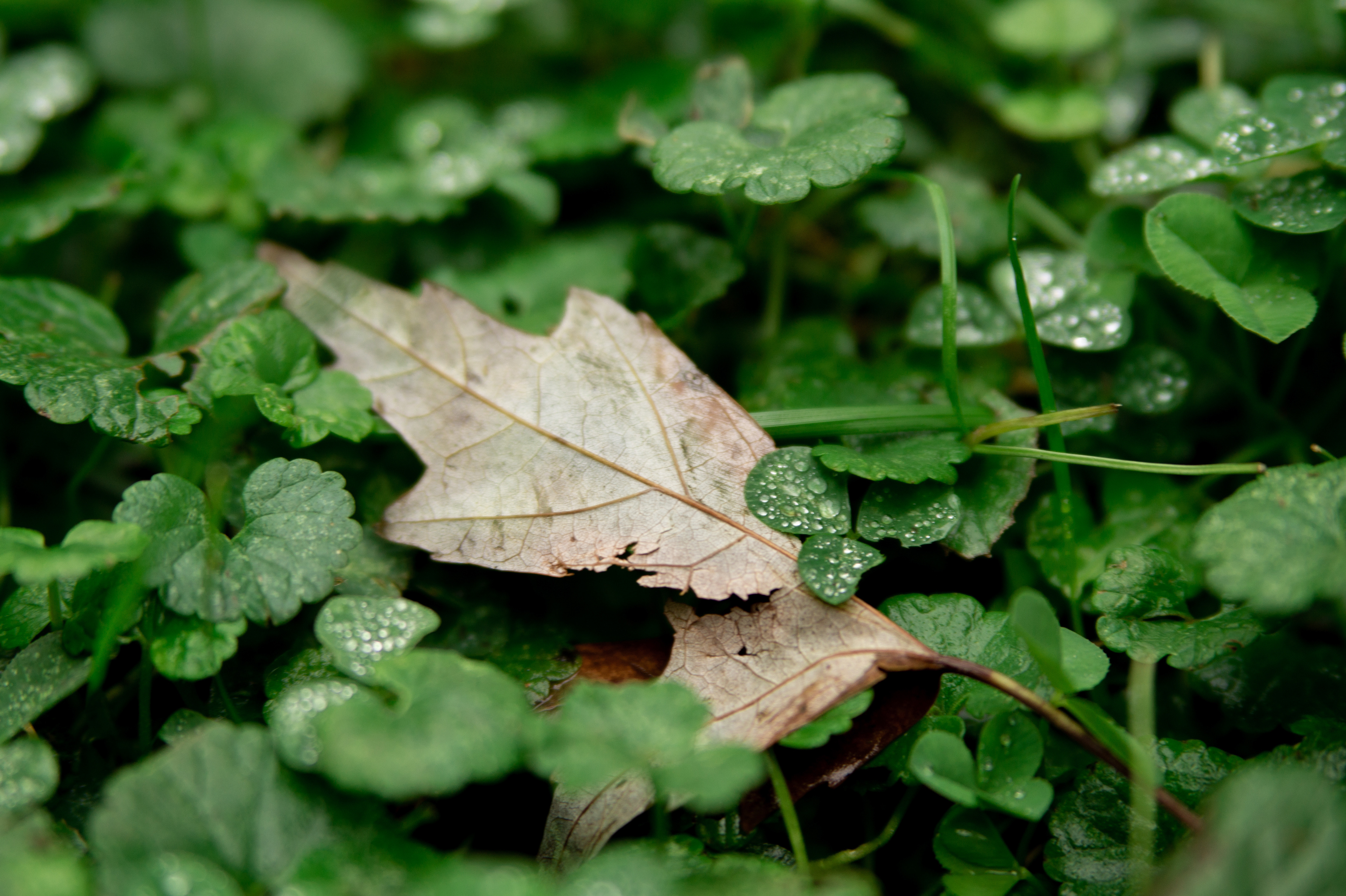 decomposing maple leaf on a bed of clover and creeping charlie