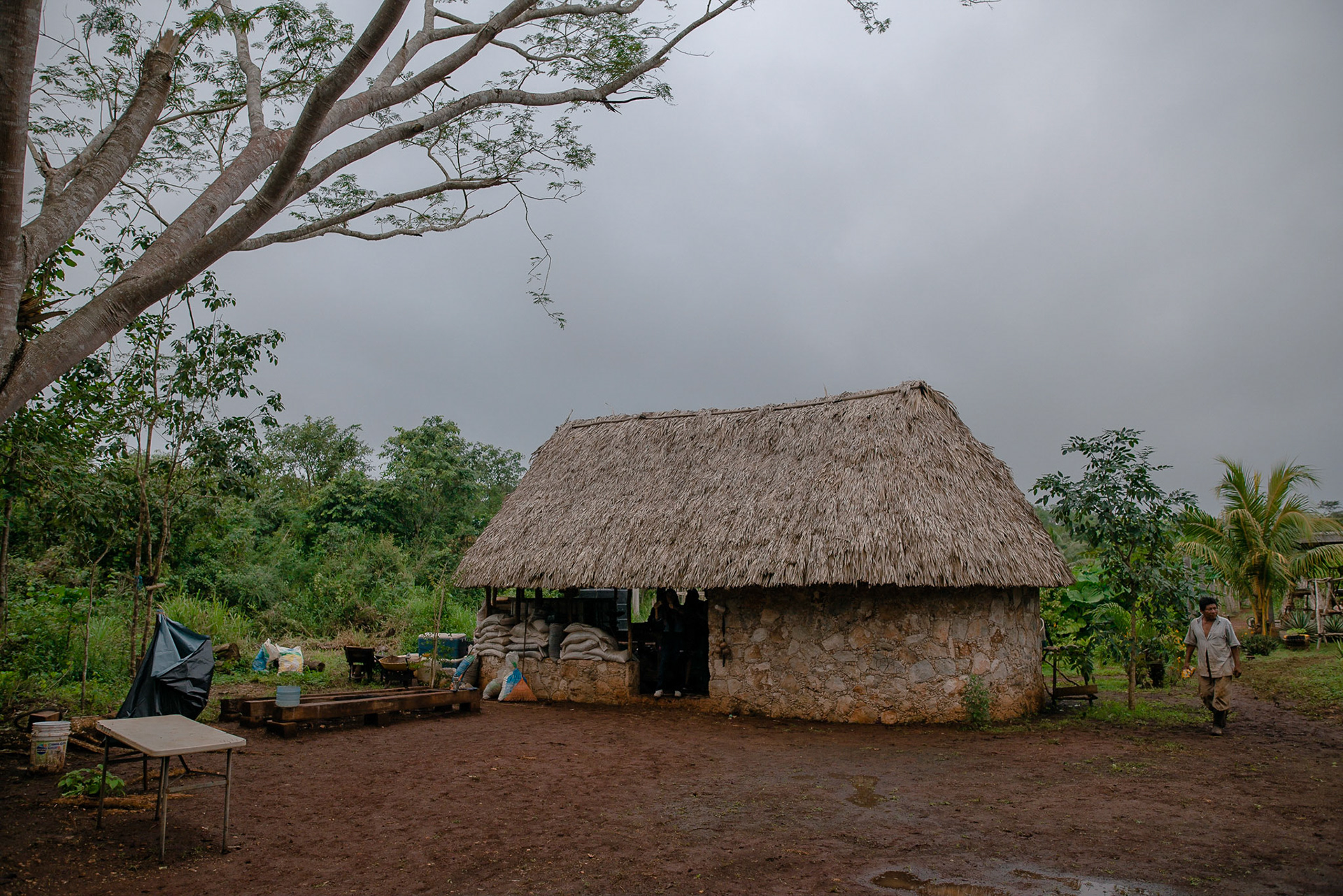 Harvesting in Mestiza de Indias