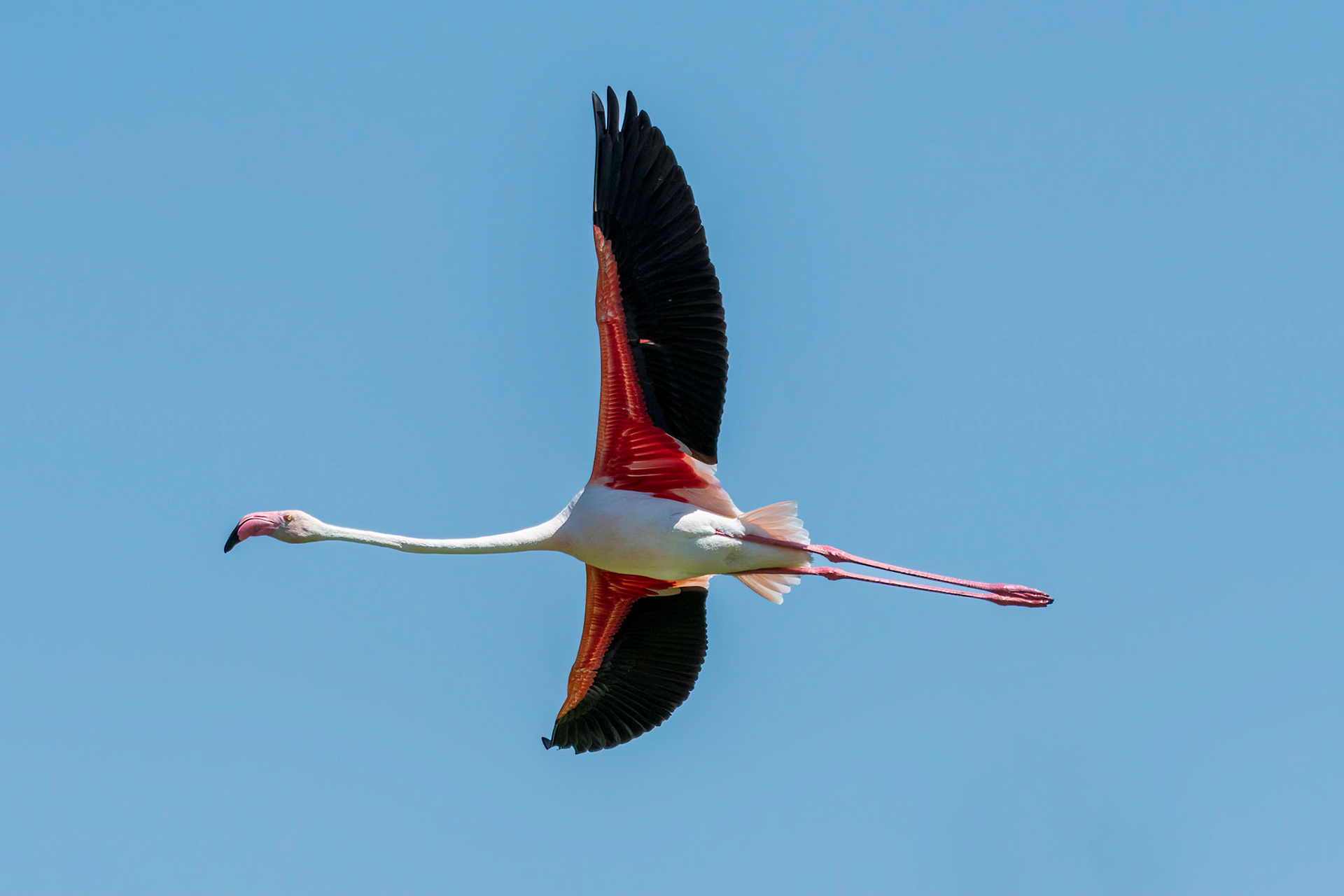 Greater Flamingo