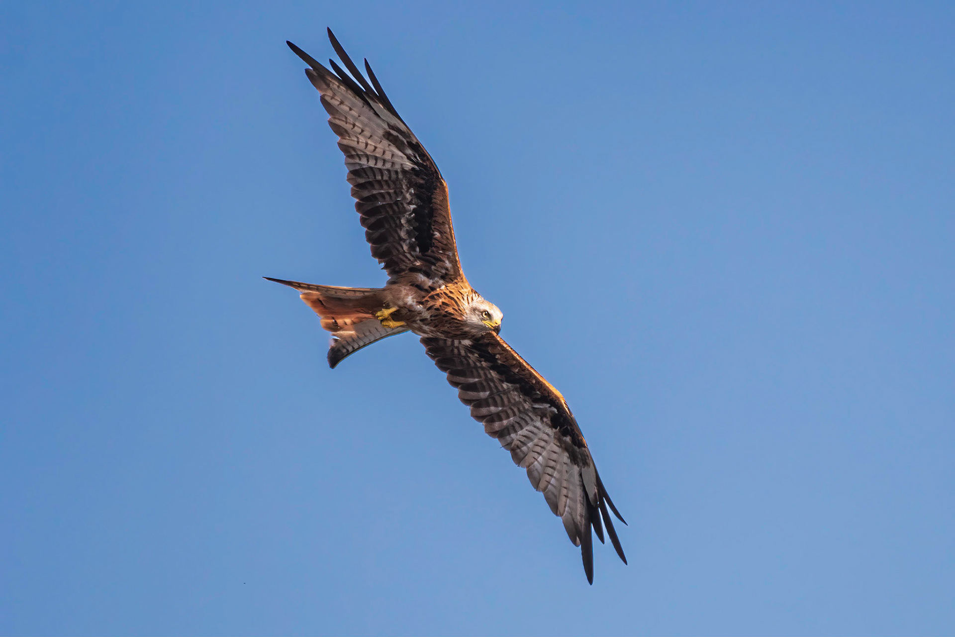 Red Kite