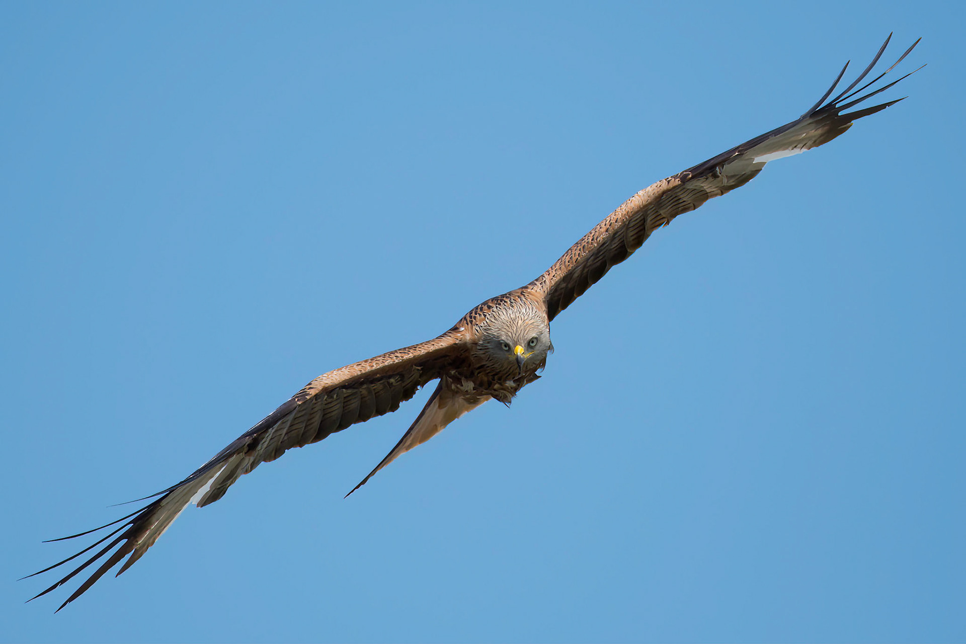 Red Kite