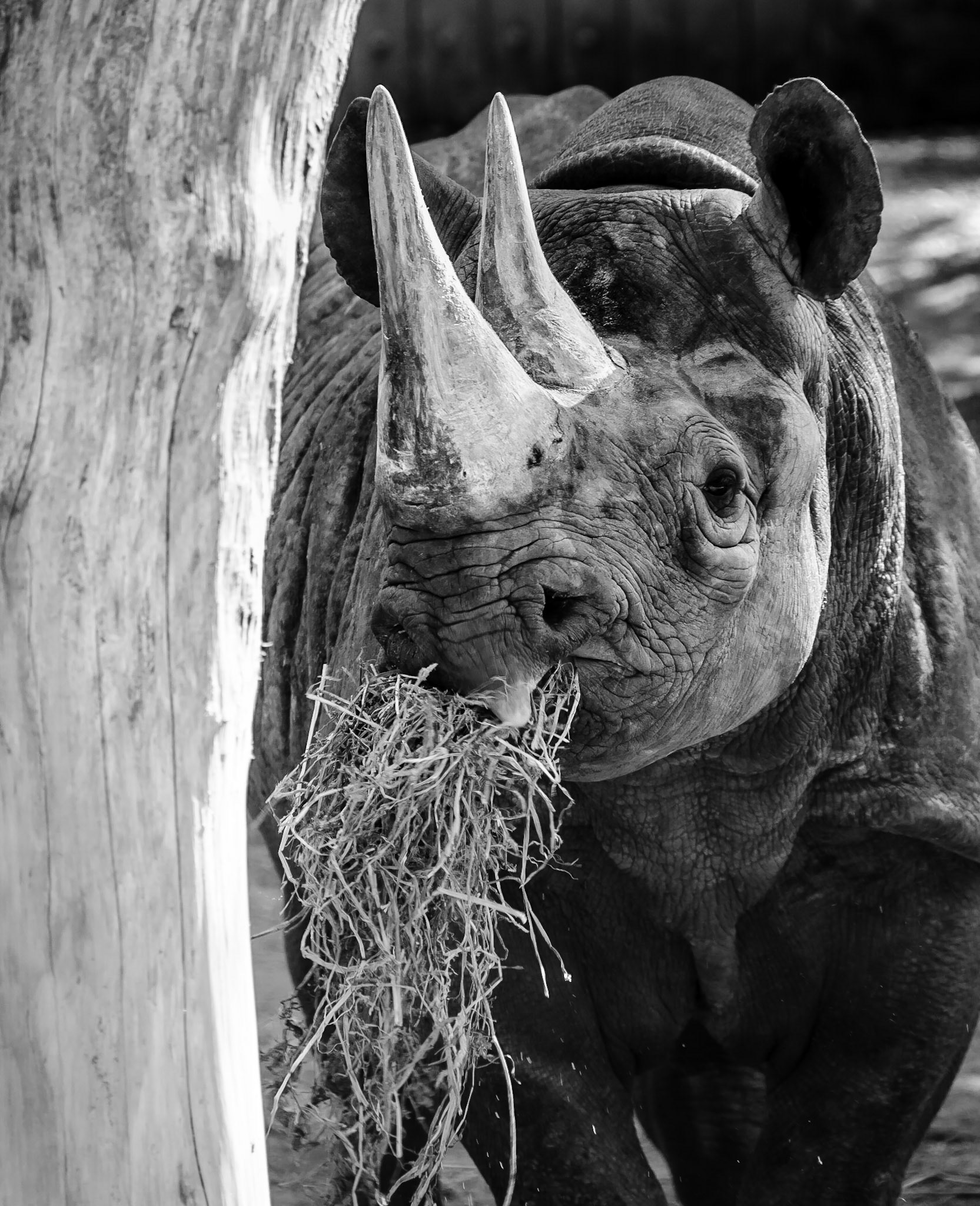 Black Rhino