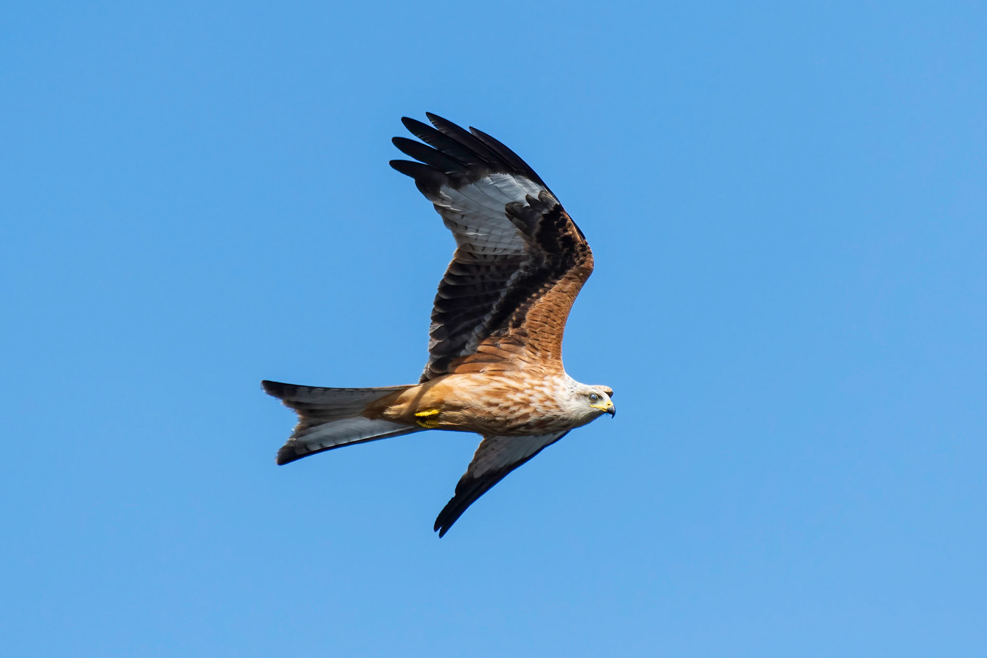 Red Kite