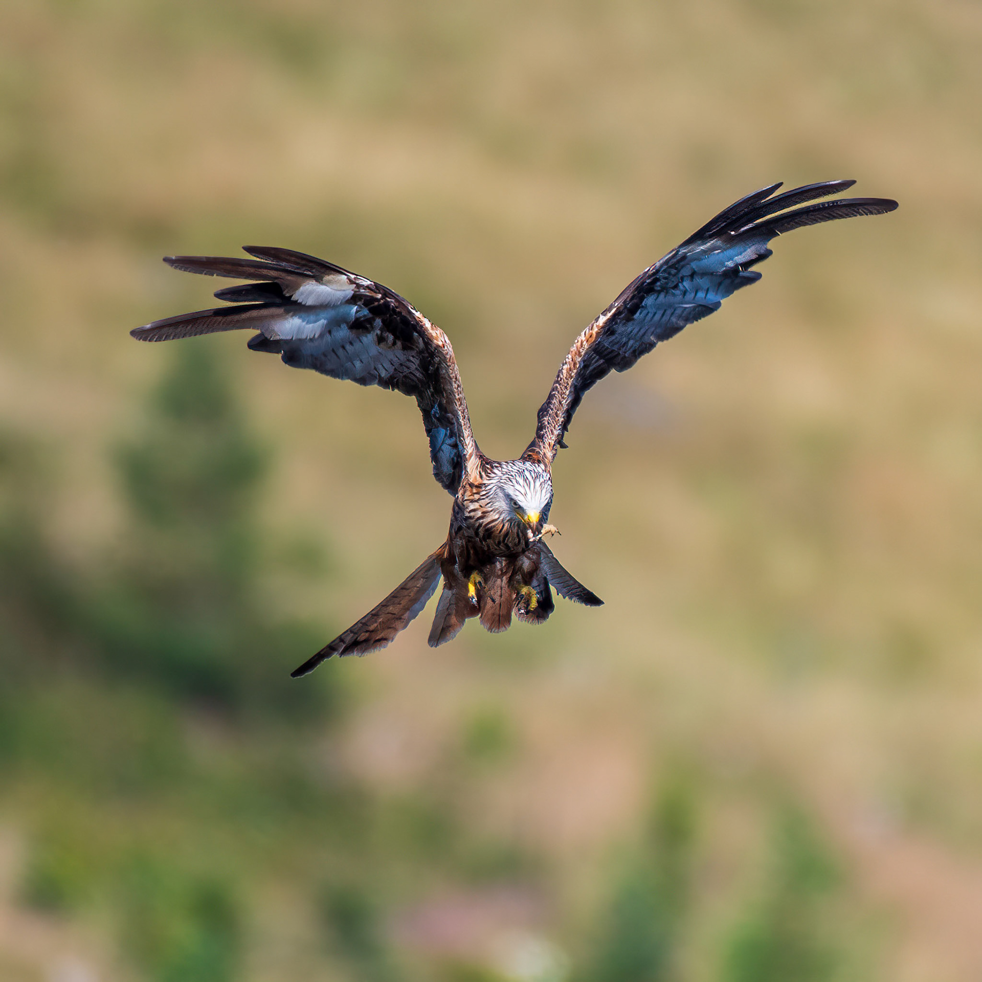 Red Kite
