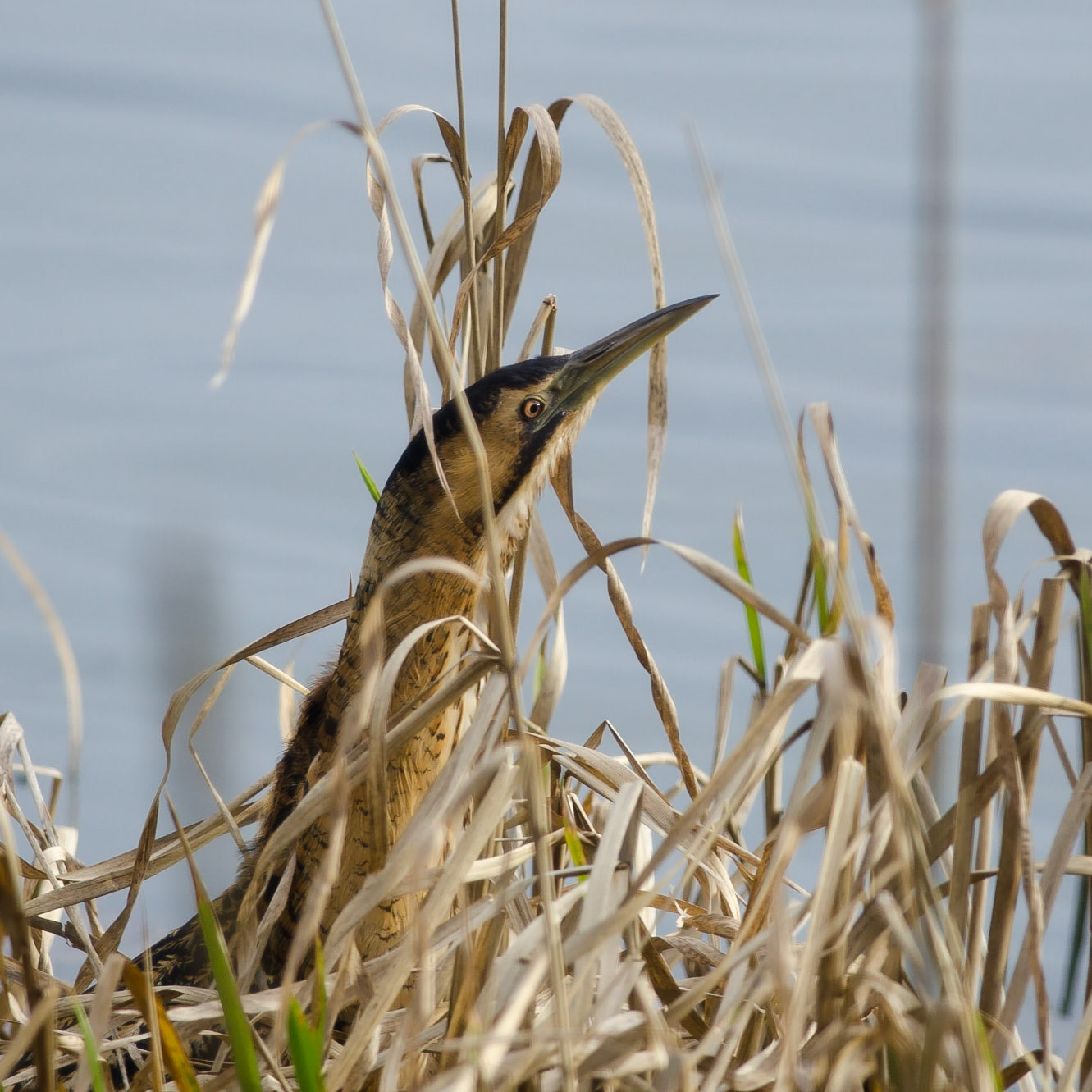 Great Bittern