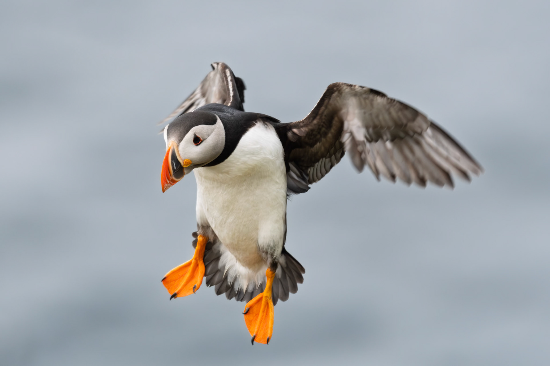 Atlantic Puffin