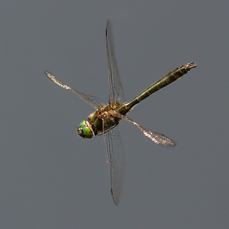 Downy Emerald Dragonfly