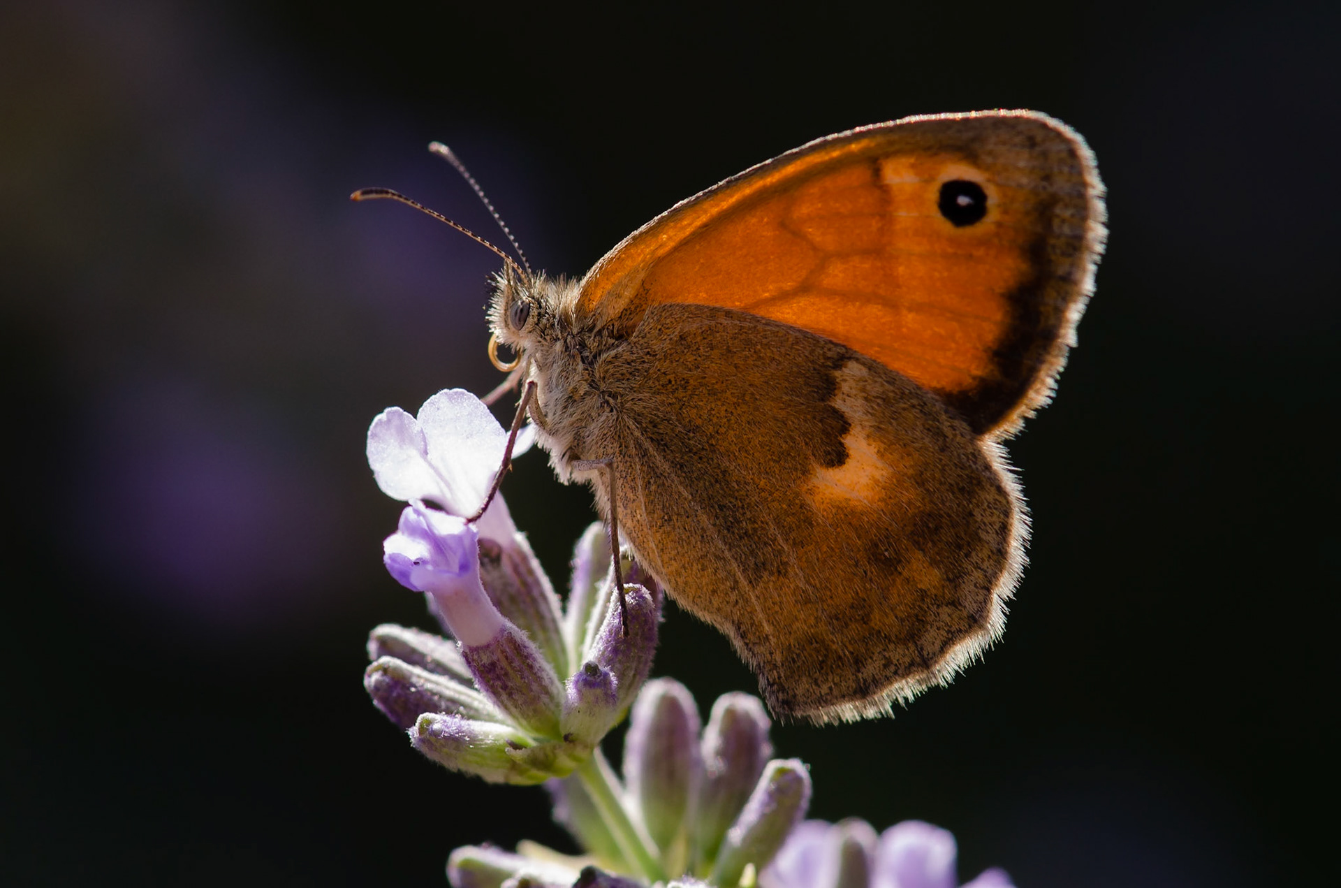 Meadow Brown Butterfly