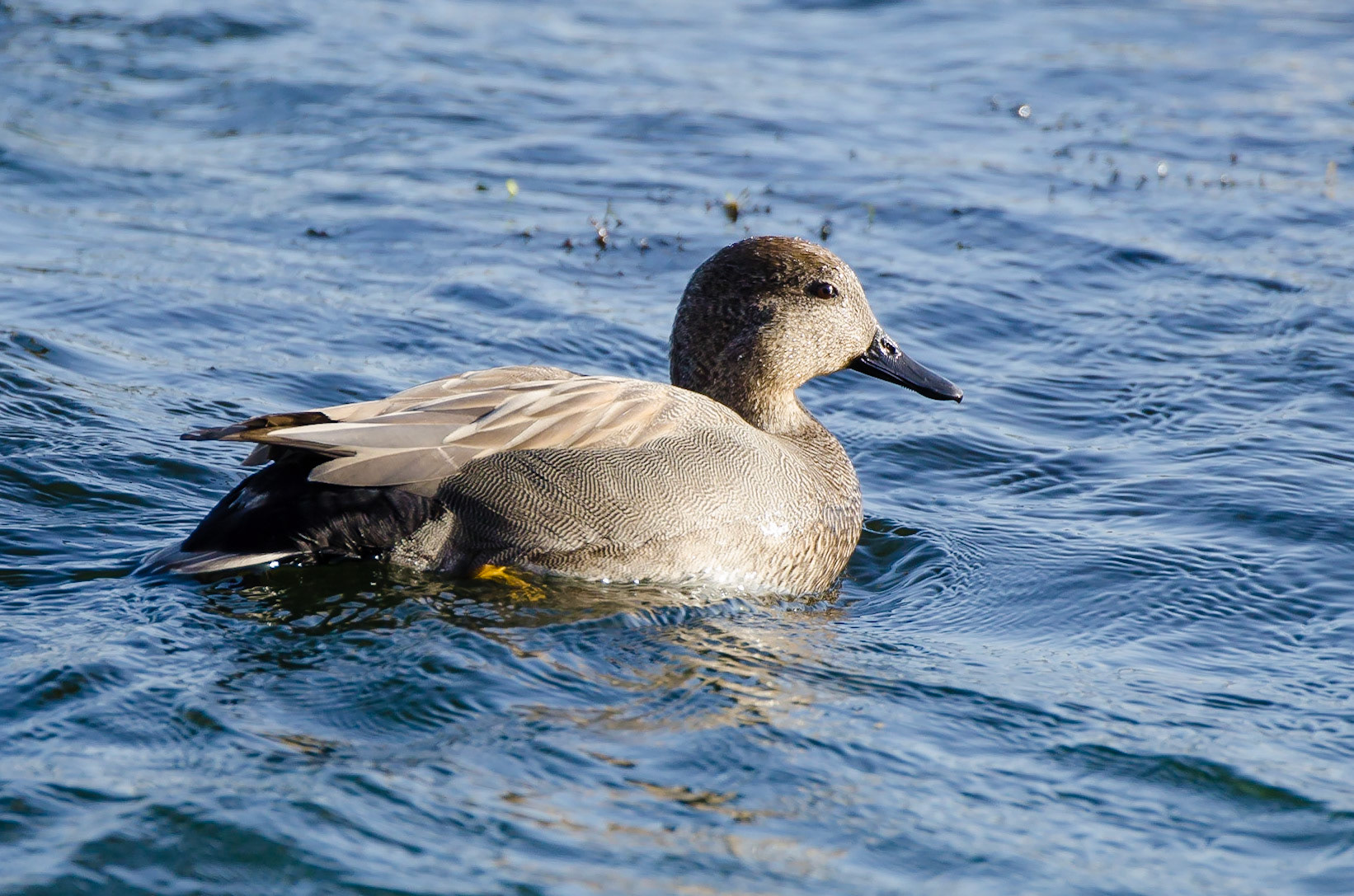 Gadwall