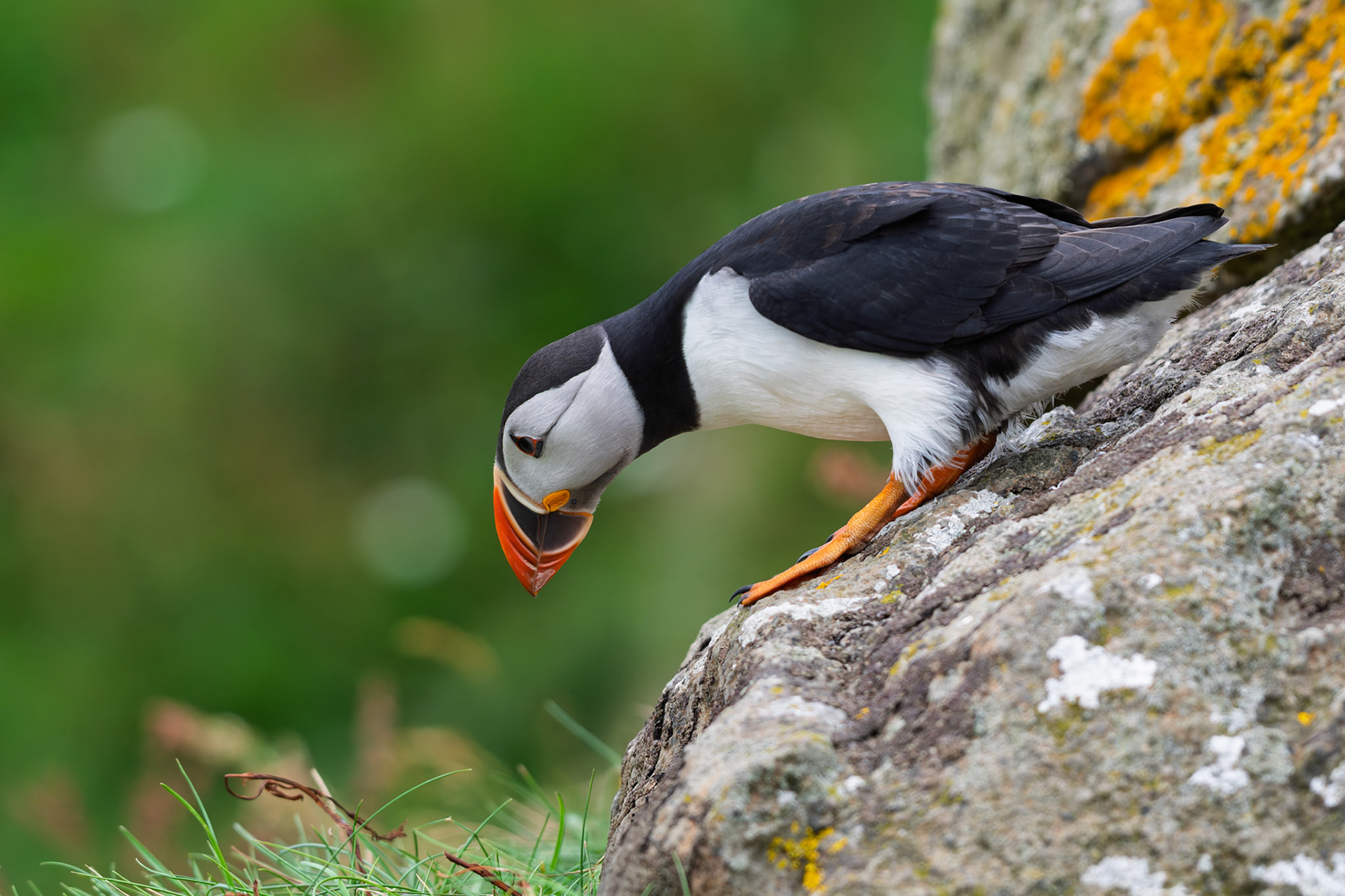 Atlantic Puffin