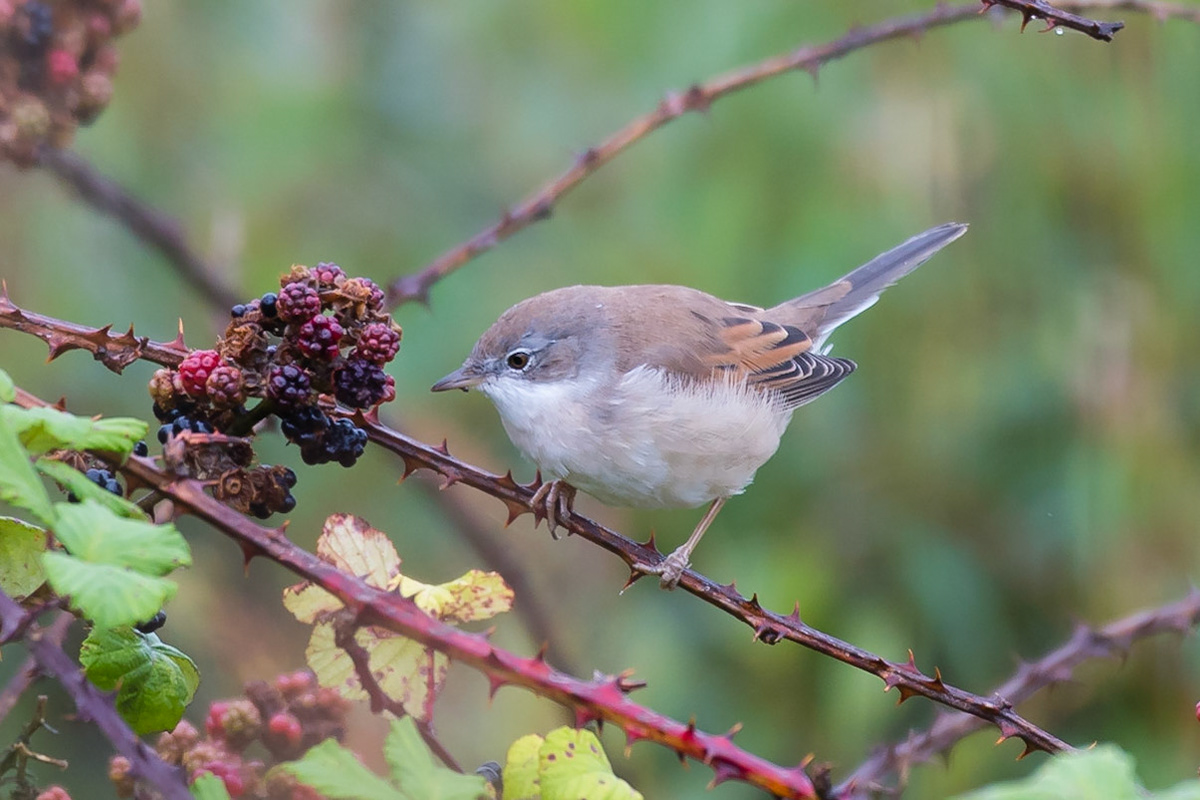 Common Whitethroat