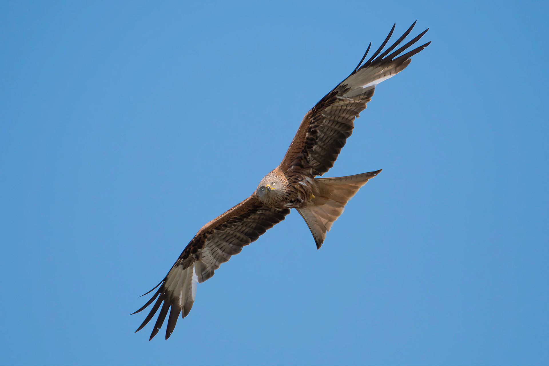 Red Kite
