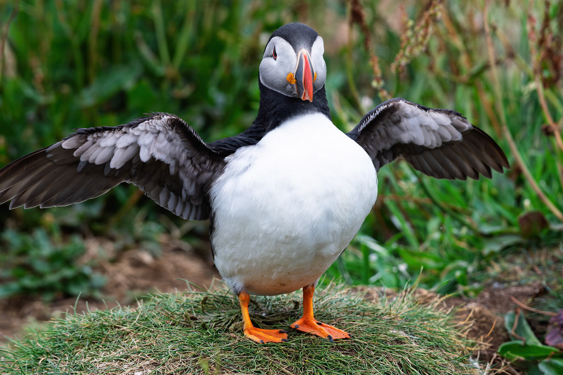 Atlantic Puffin