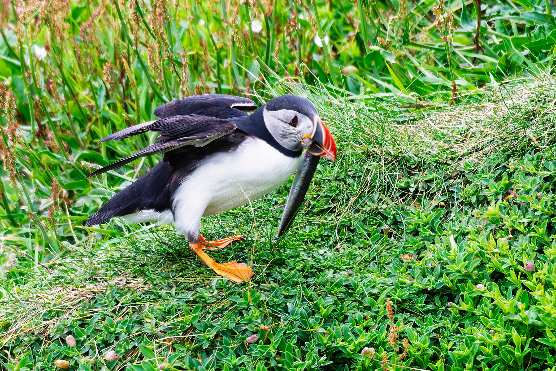 Atlantic Puffin