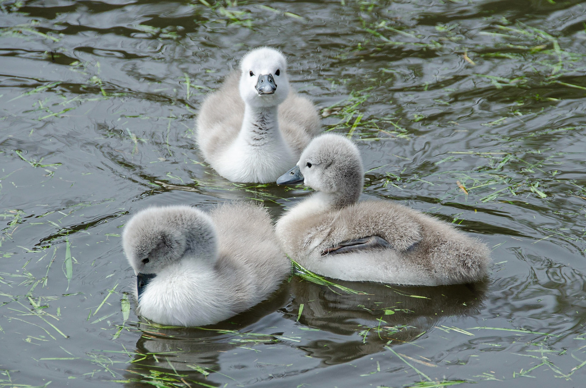 Mute Swan Cygnets