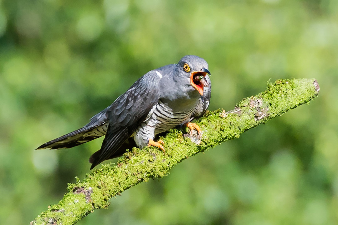 Common Cuckoo