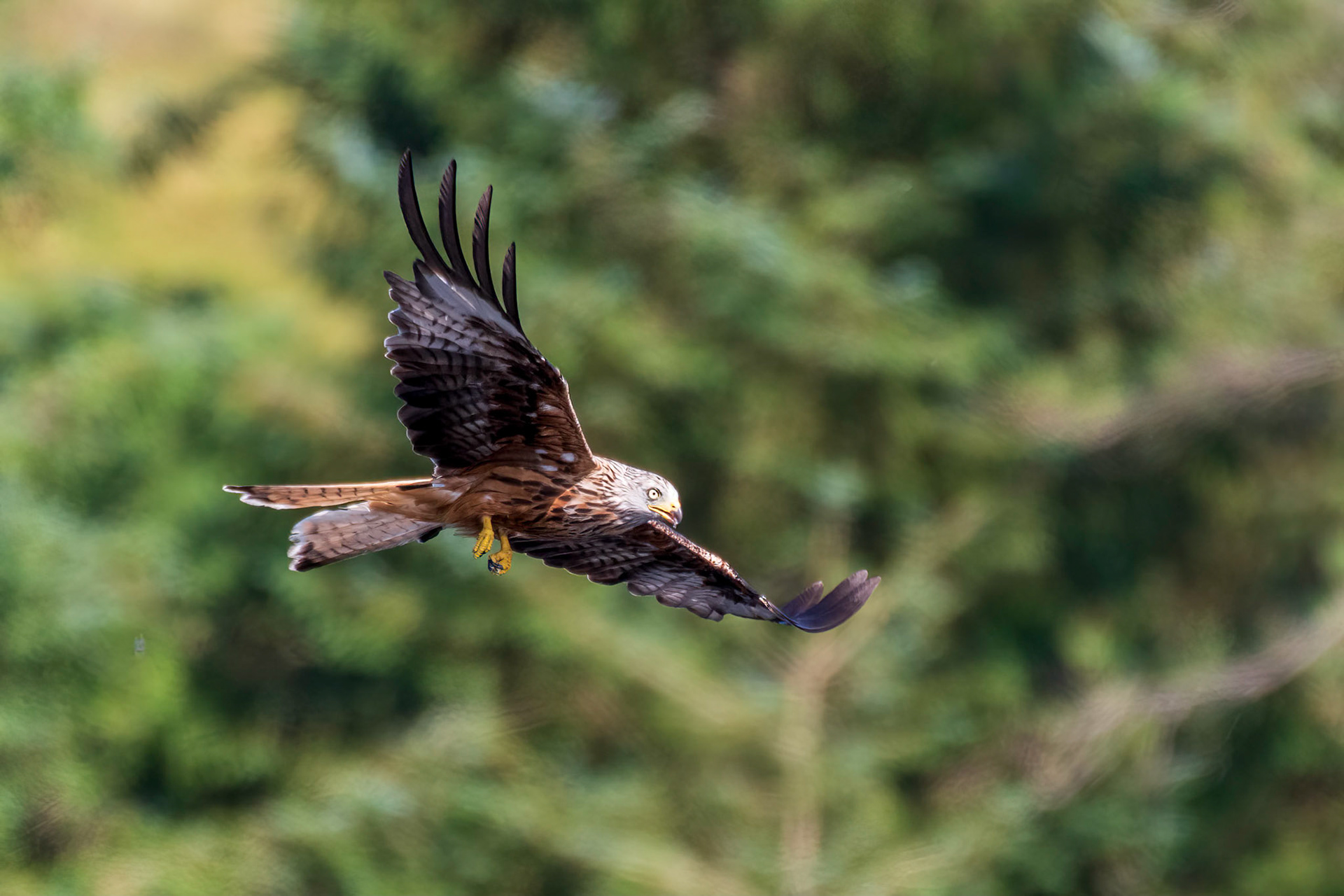 Red Kite