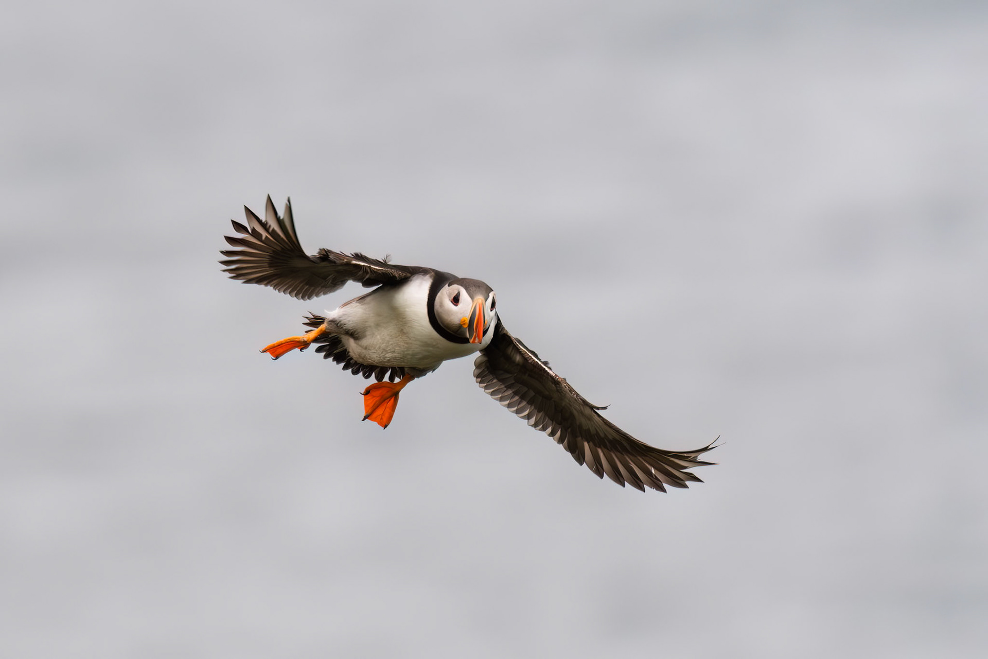 Atlantic Puffin