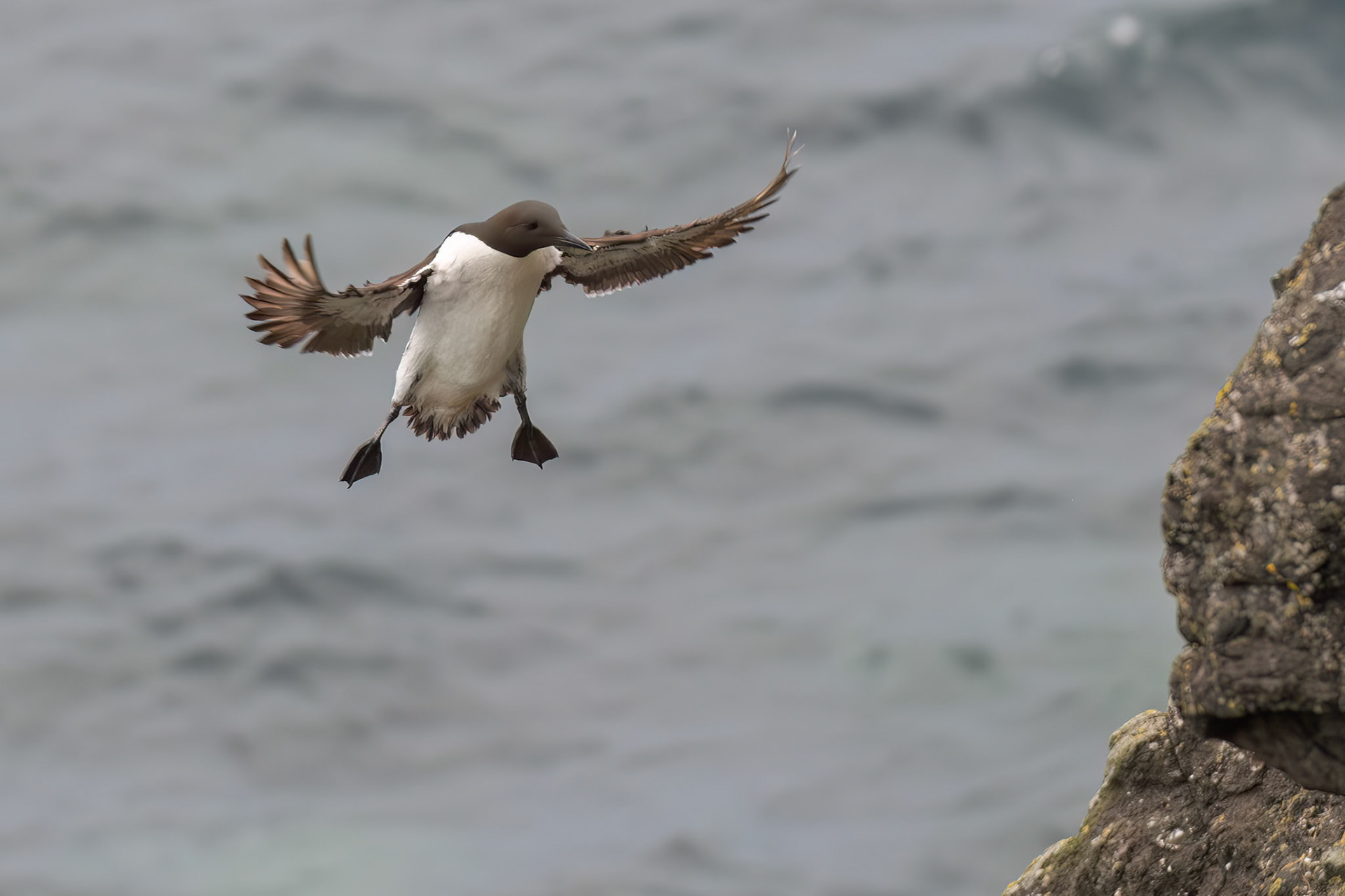 Common Guillemot