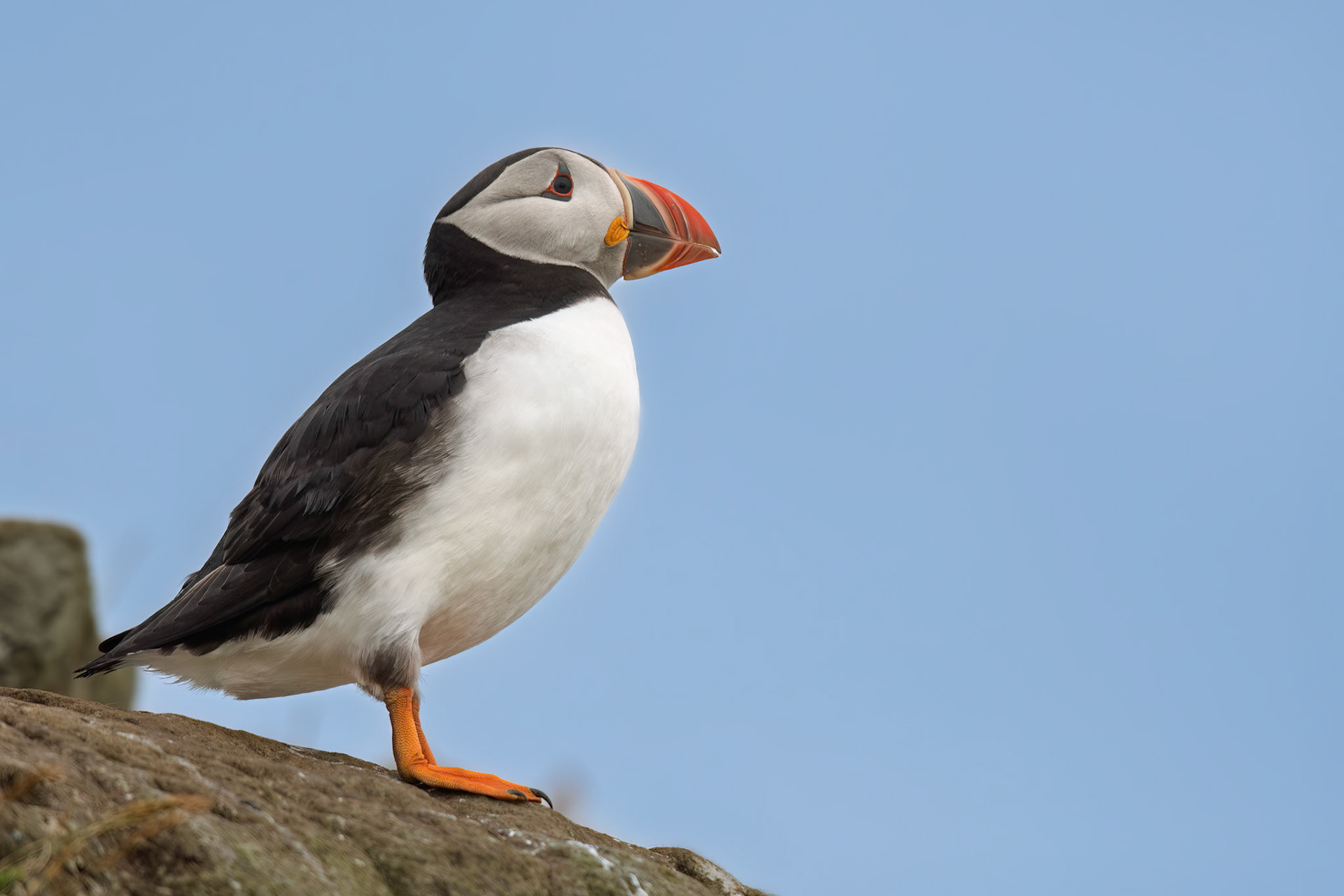 Atlantic Puffin