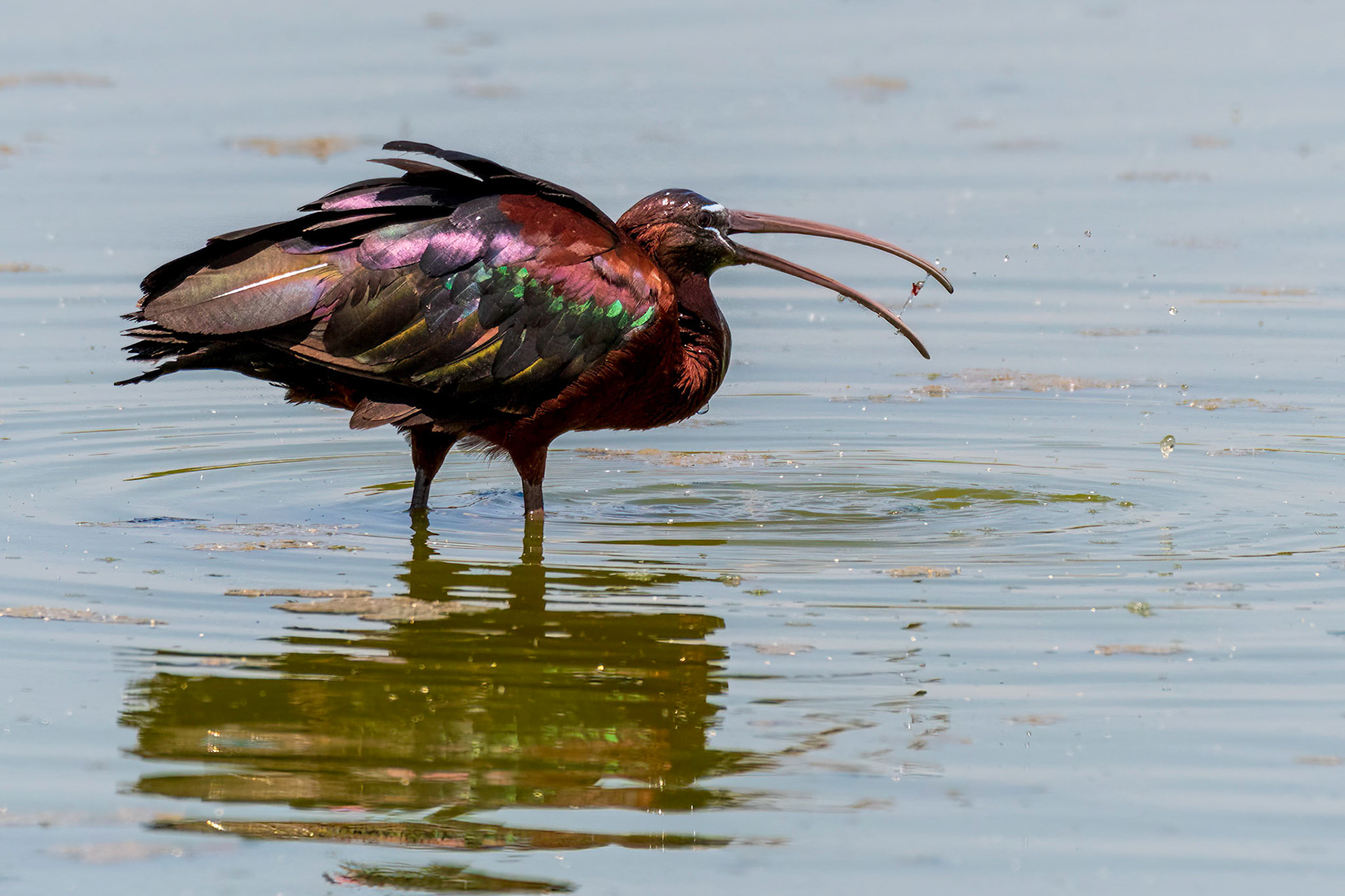 Glossy Ibis