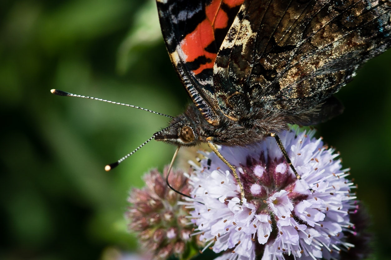 Red Admiral Butterfly