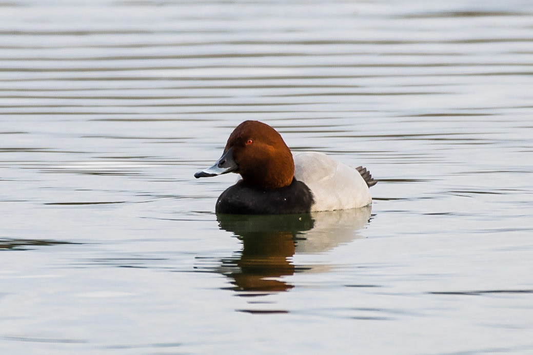 Common Pochard