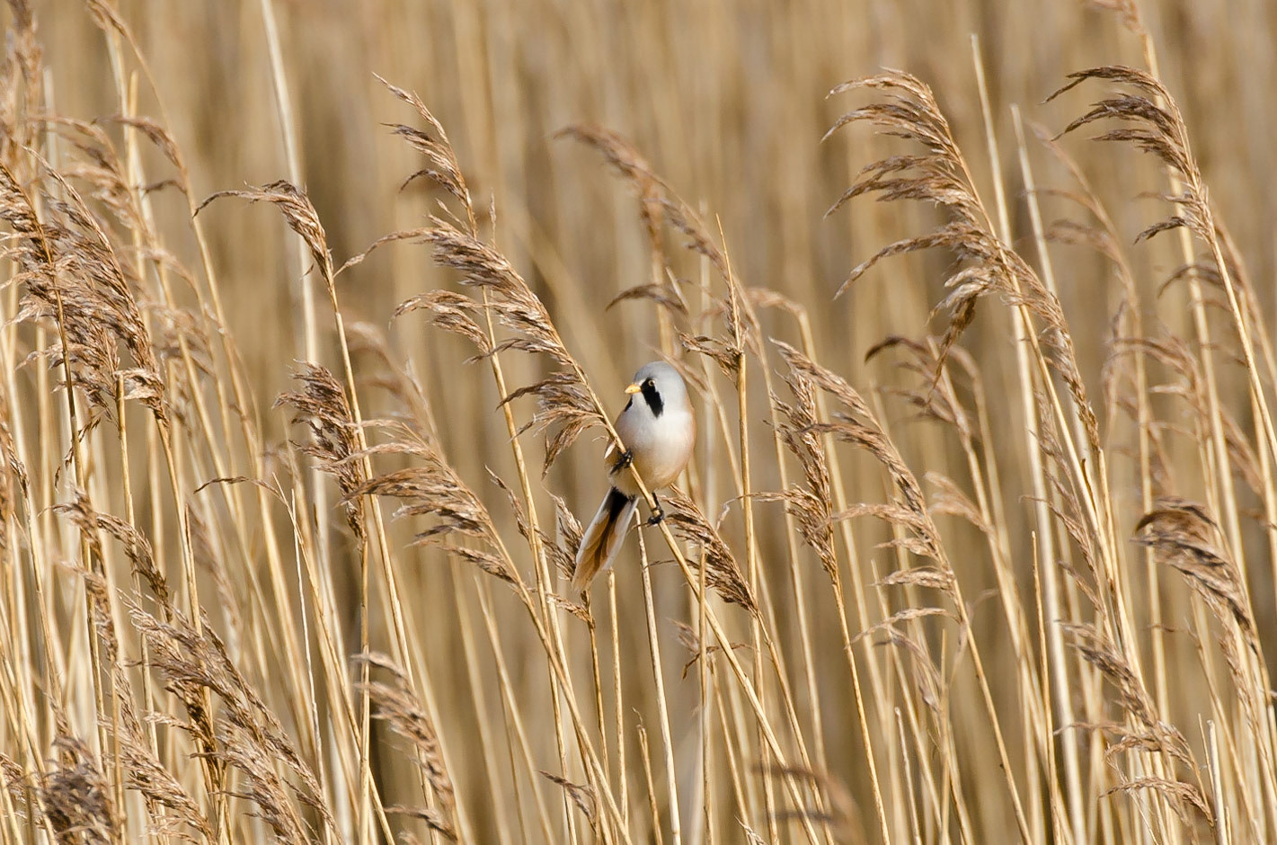 Bearded Reedling
