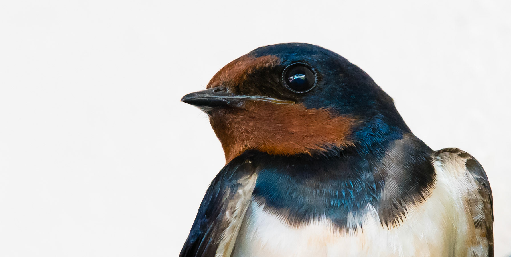 Barn Swallow