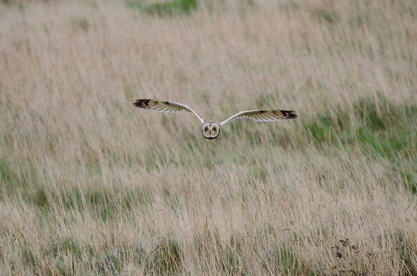 Short-eared Owl