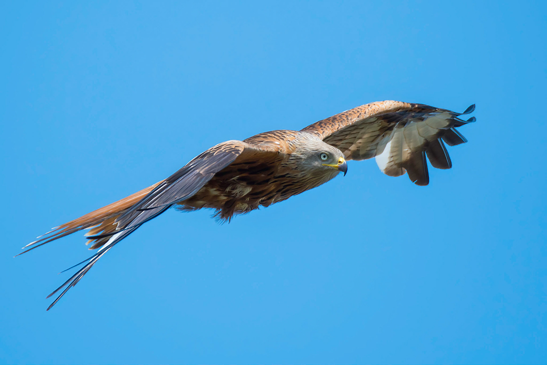 Red Kite