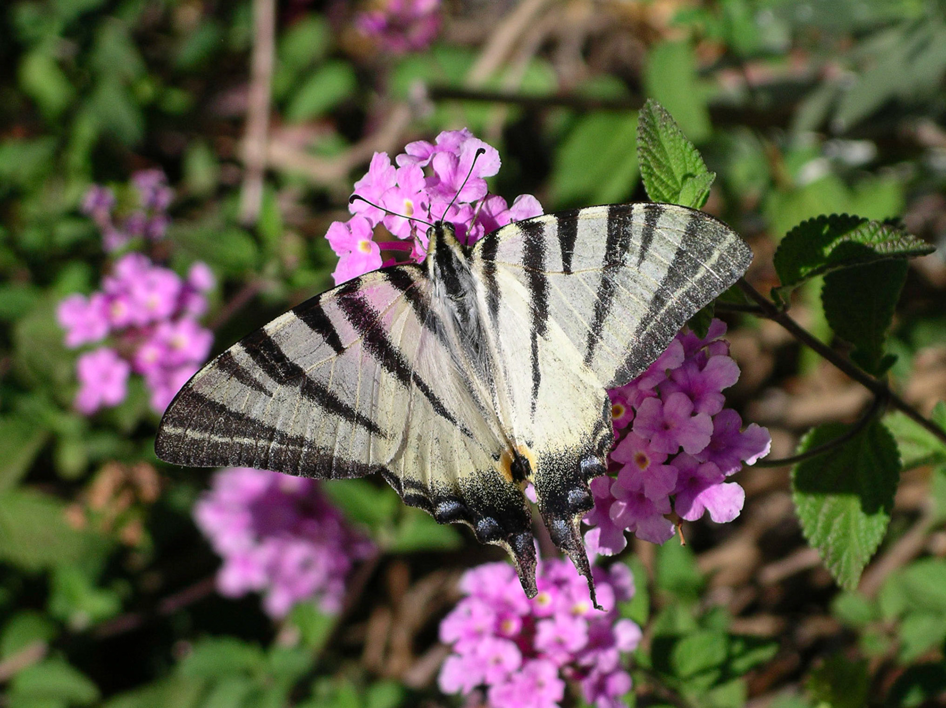 Scarce Swallowtail Butterfly