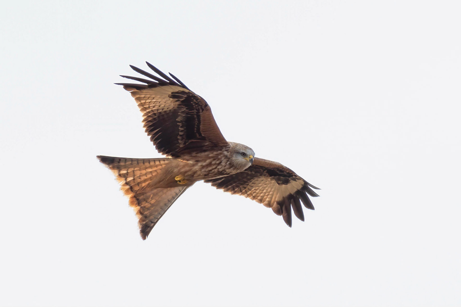 Red Kite